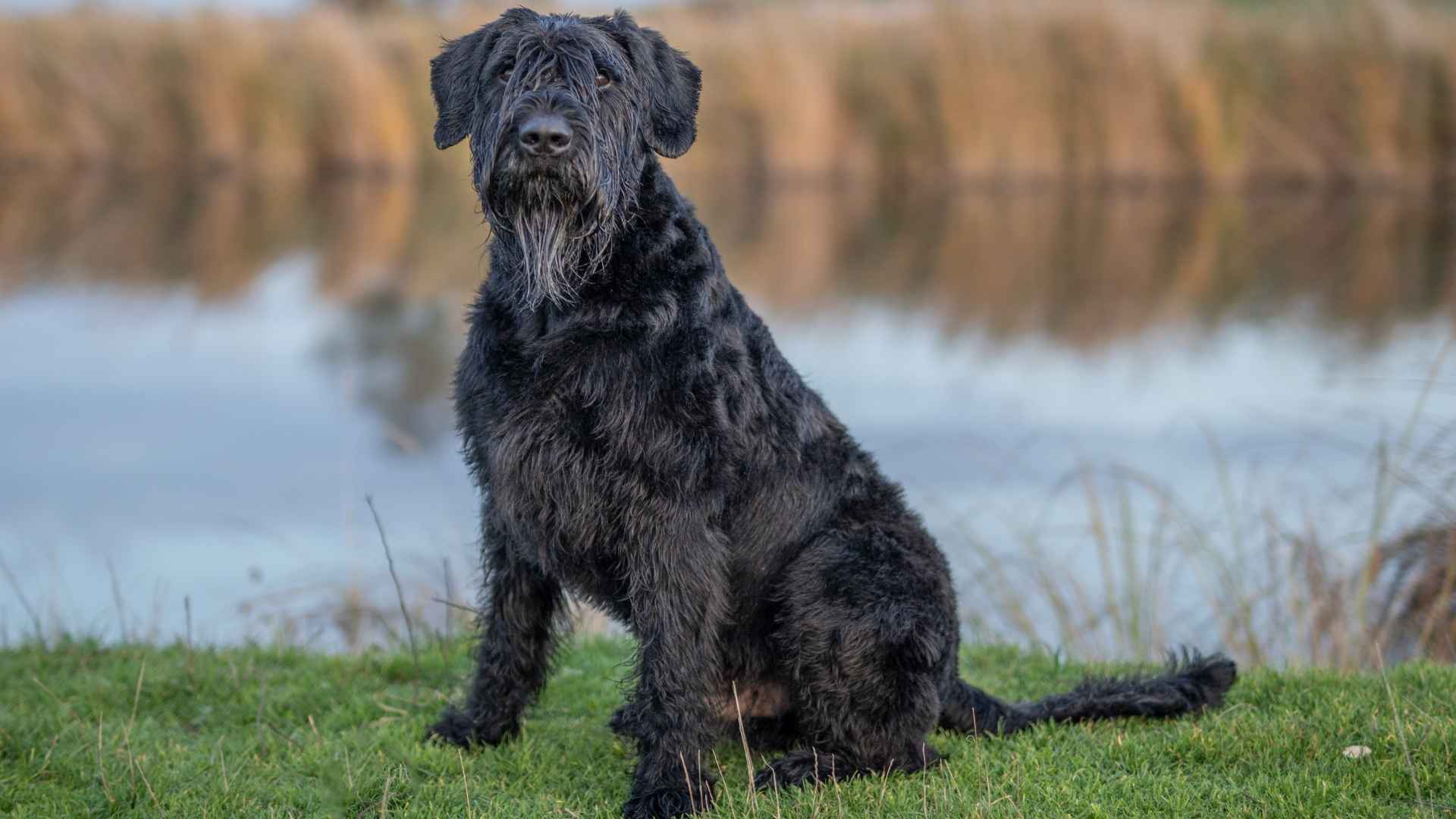 7 Large Dog Breeds That Don't Shed: Perfect Choice For Clean Homes