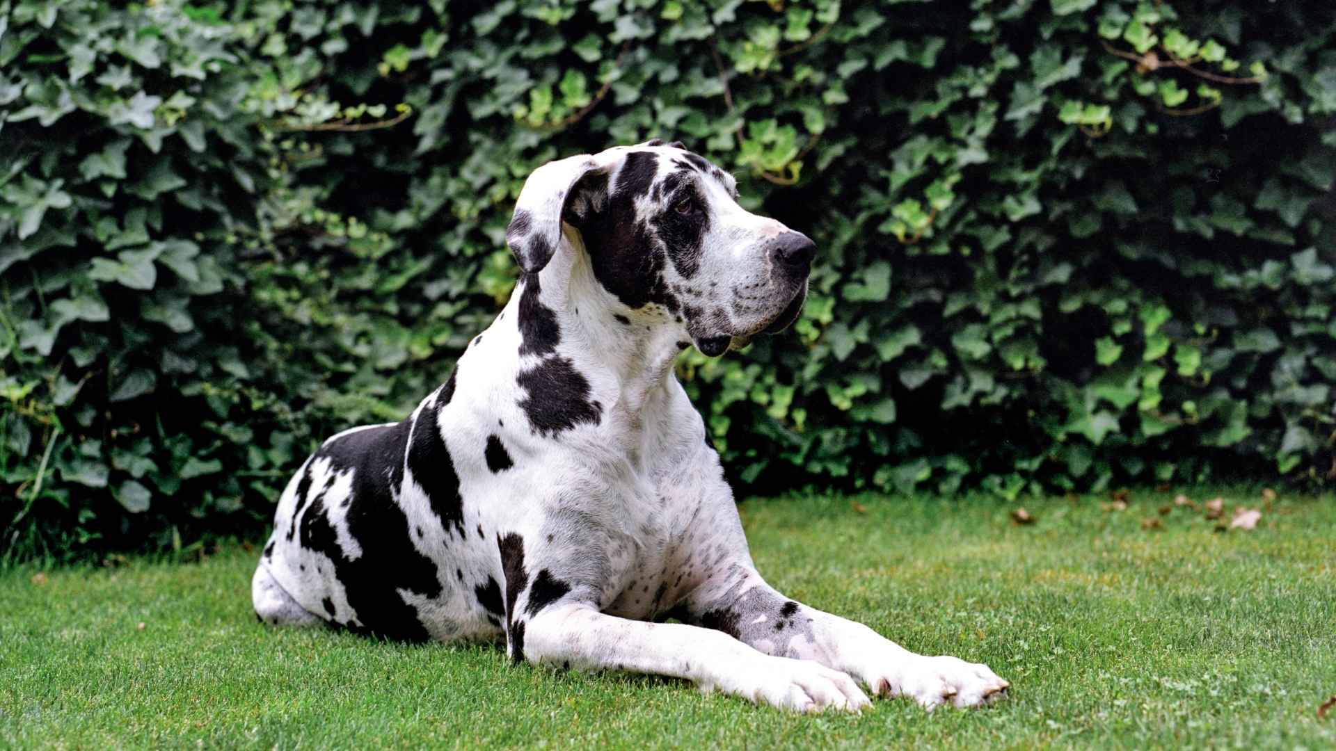 7 Large Dog Breeds With Low Grooming Needs: No More Endless Brushing