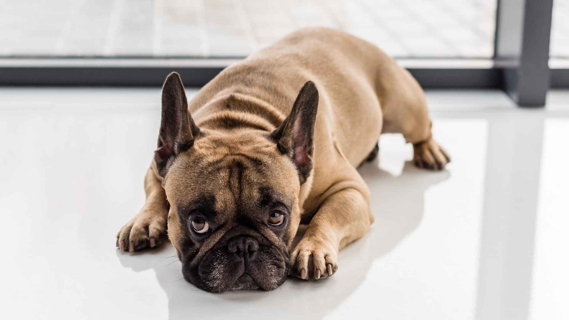 7 Laziest Dog Breeds That Just Want to Nap All Day Long