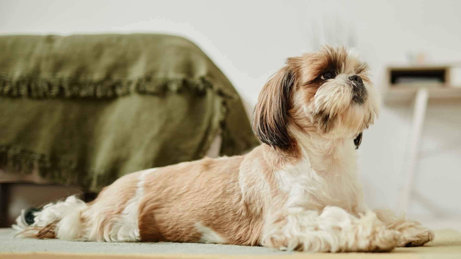 7 Lazy Dog Breeds That Can Be Left Alone at Home