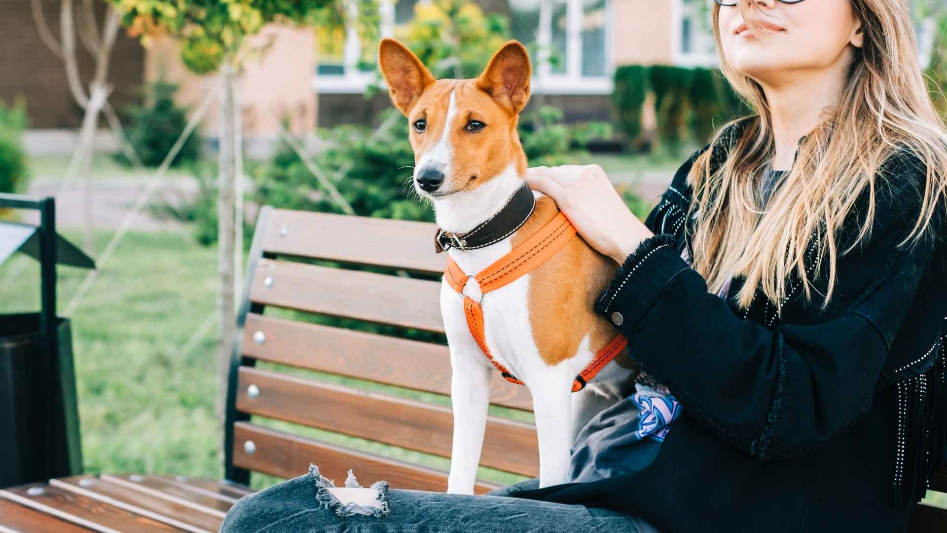 7 Lesser-Known Dog Breeds That Are Great For Singles
