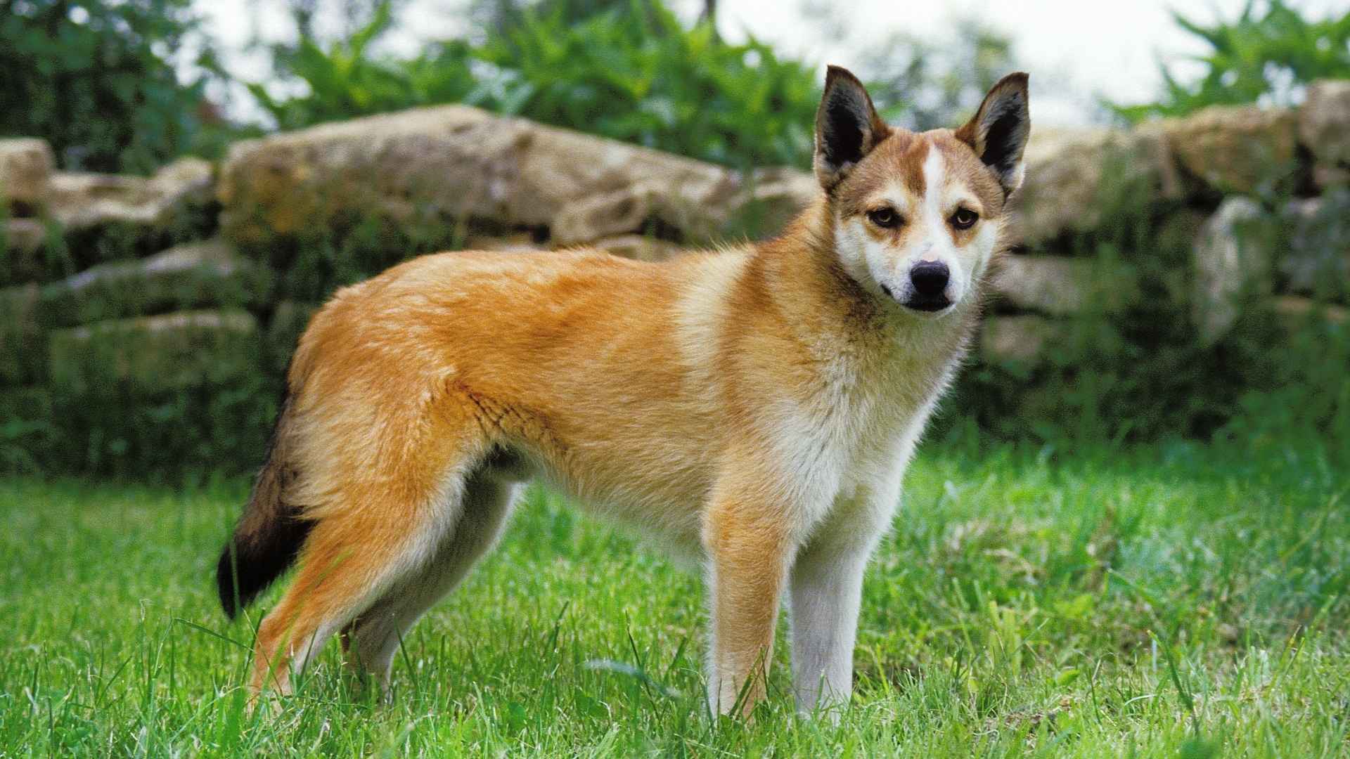 7 Lesser-Known Dog Breeds Who Are The Most Devoted To Their Owners