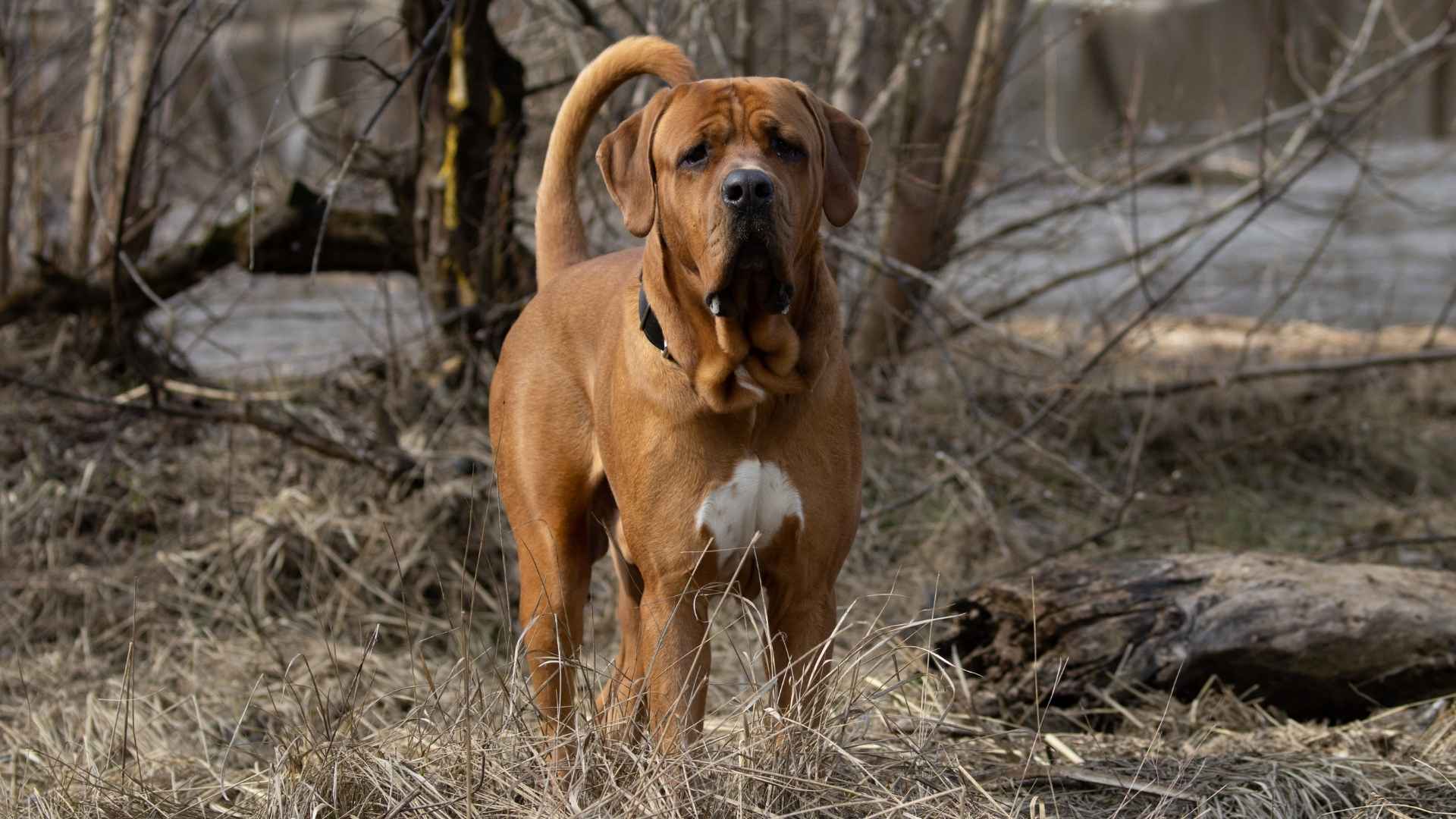 7 Lesser-Known Dog Breeds Who Make Great Guard Dogs