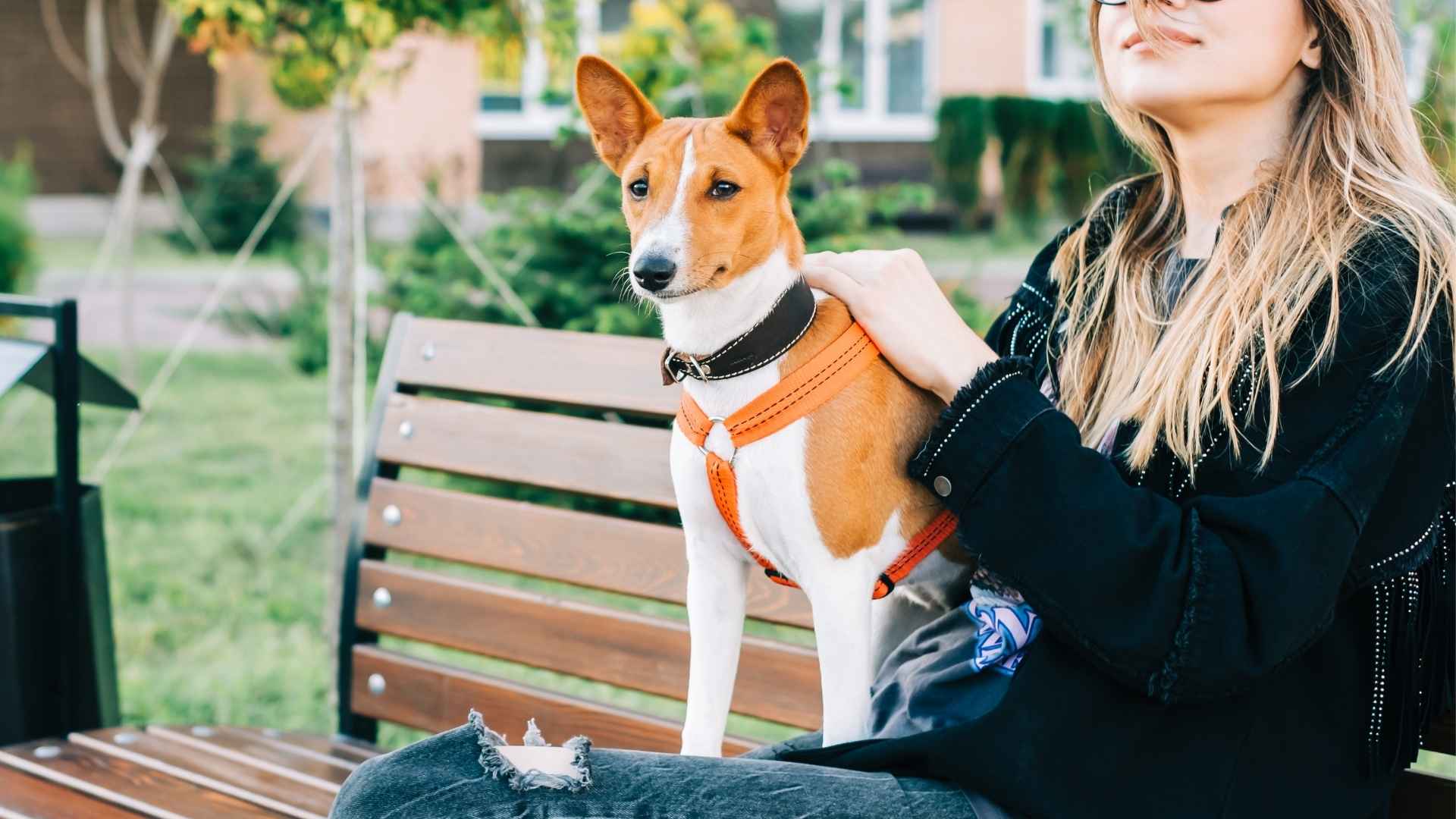 7 Little-Known Dog Breeds That Are Great for Single Life