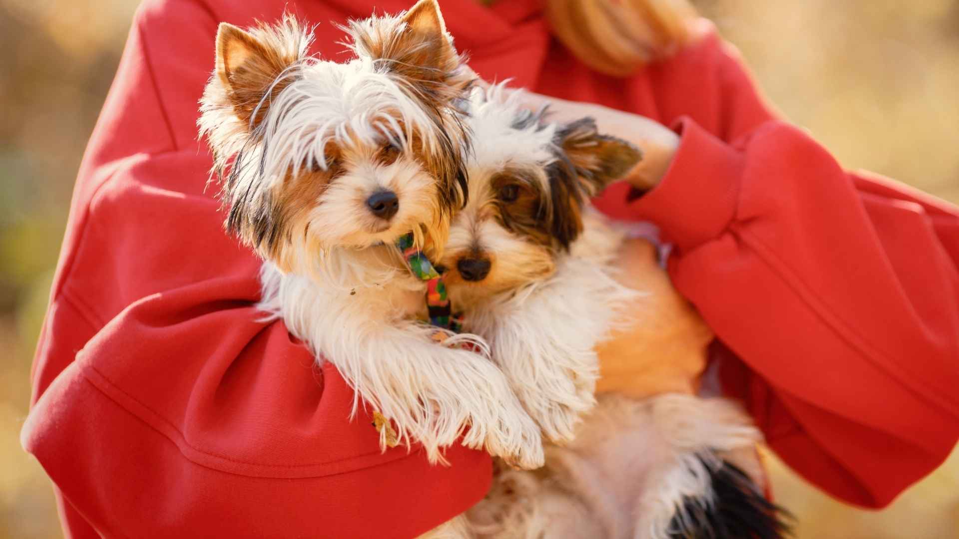 7 Little-Known Dog Breeds Who Are Snuggle Champions