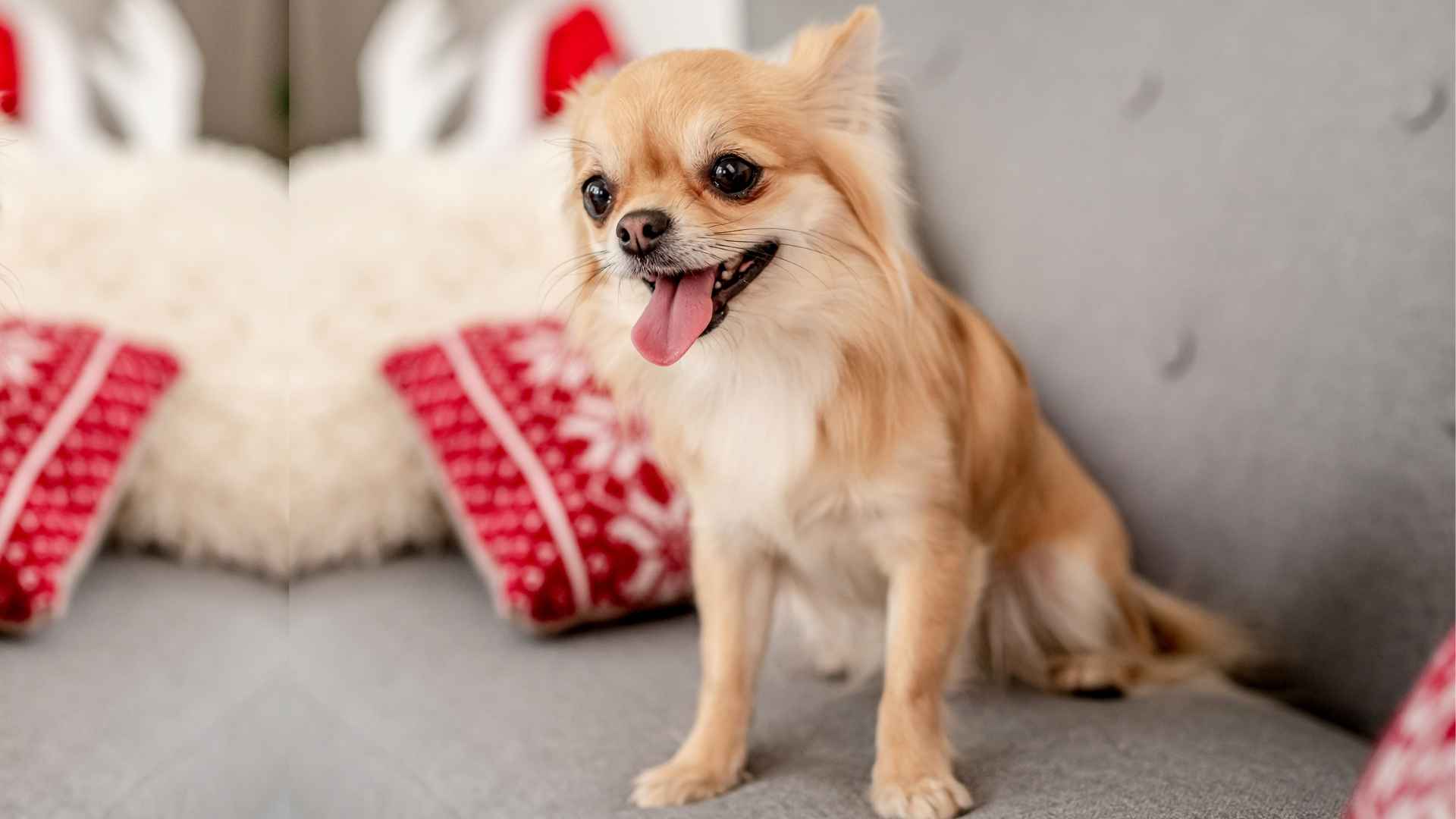 7 Lively Dog Breeds That Fit Right Into Busy Homes Perfectly