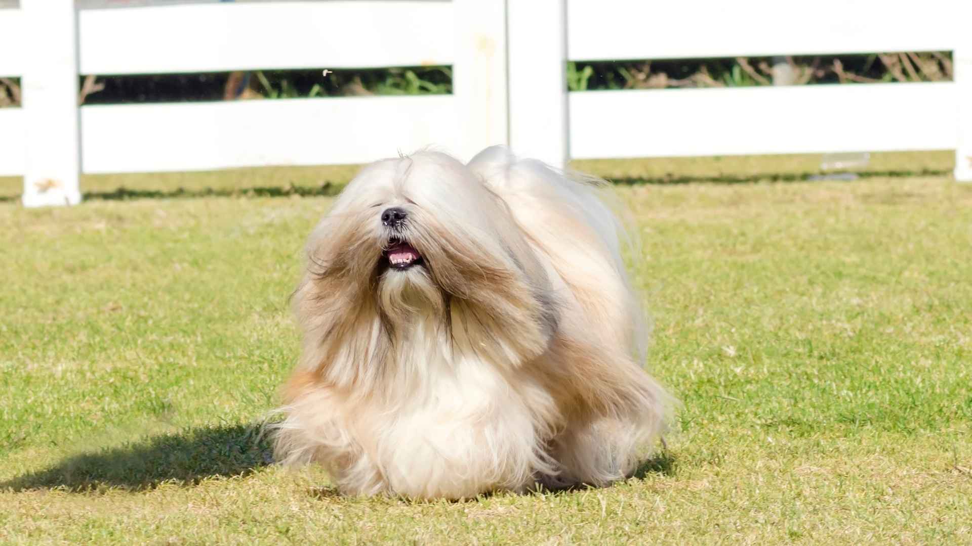7 Long-Haired Small Dog Breeds You'll Instantly Love