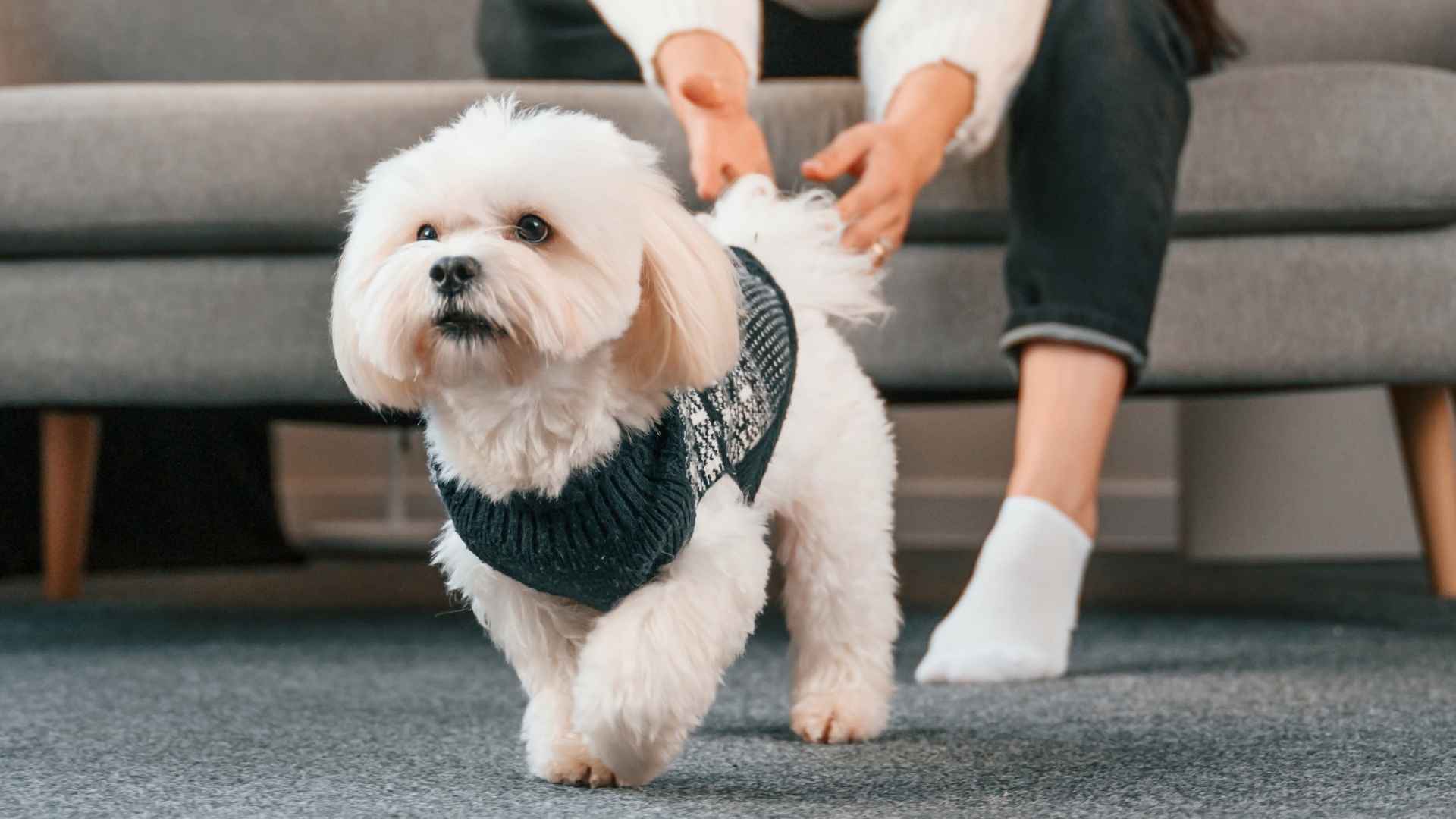7 Longest Living Hypoallergenic Dog Breeds for Sensitive Owners