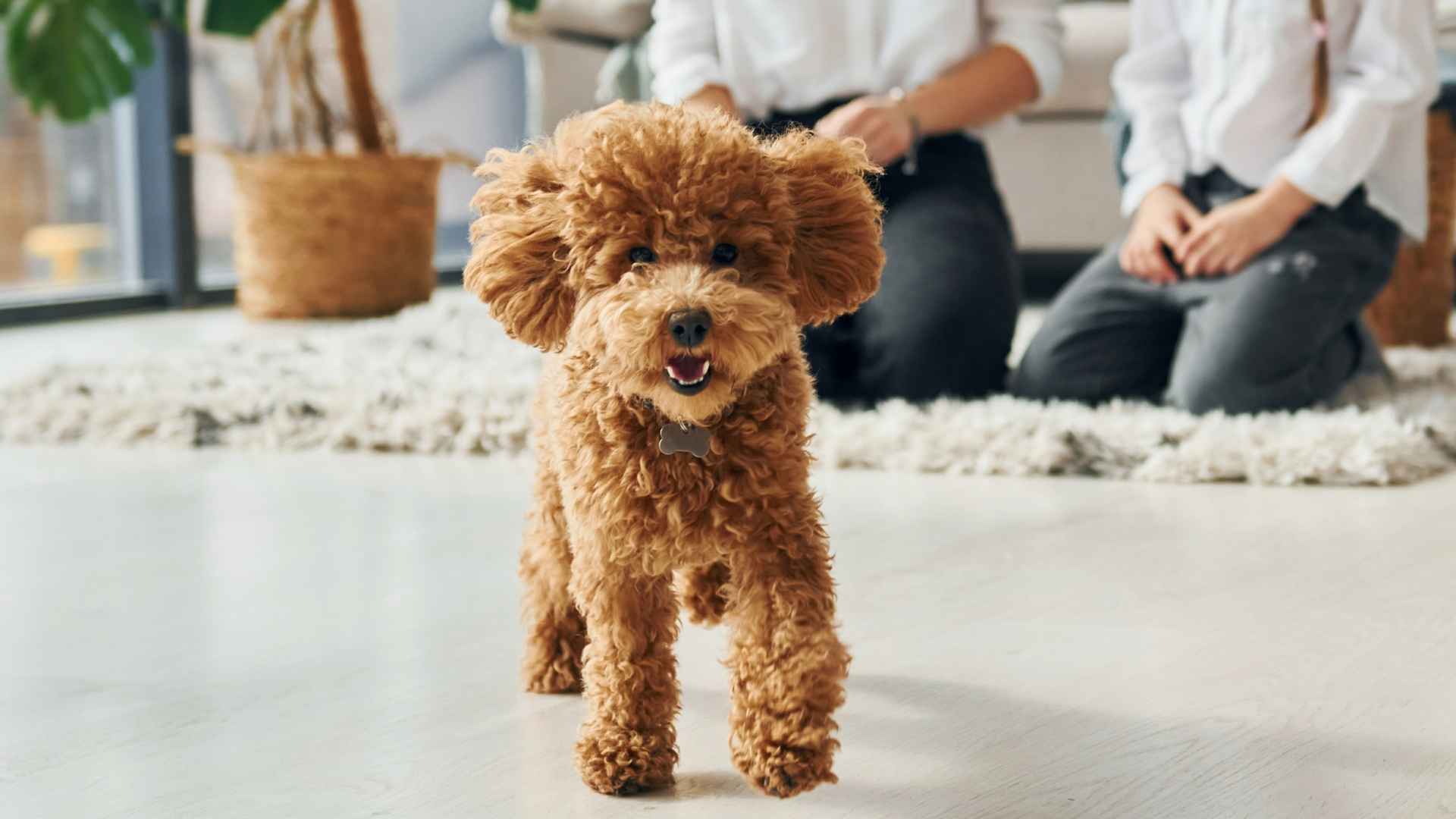 7 Longest Living Toy Dog Breeds That Stay With You for Years