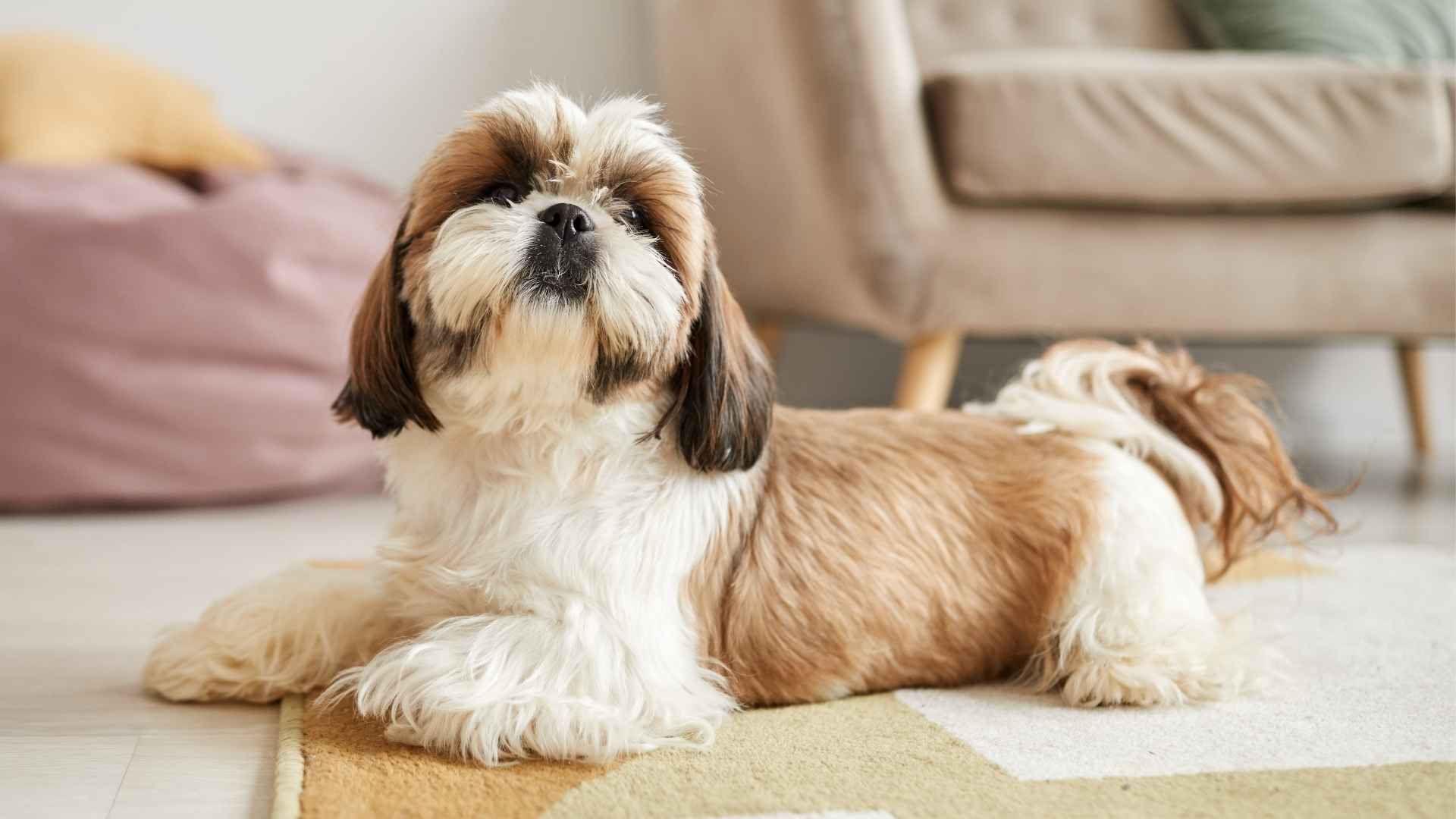 7 Low-Energy Dogs For Small Apartments That Don’t Need Much Exercise