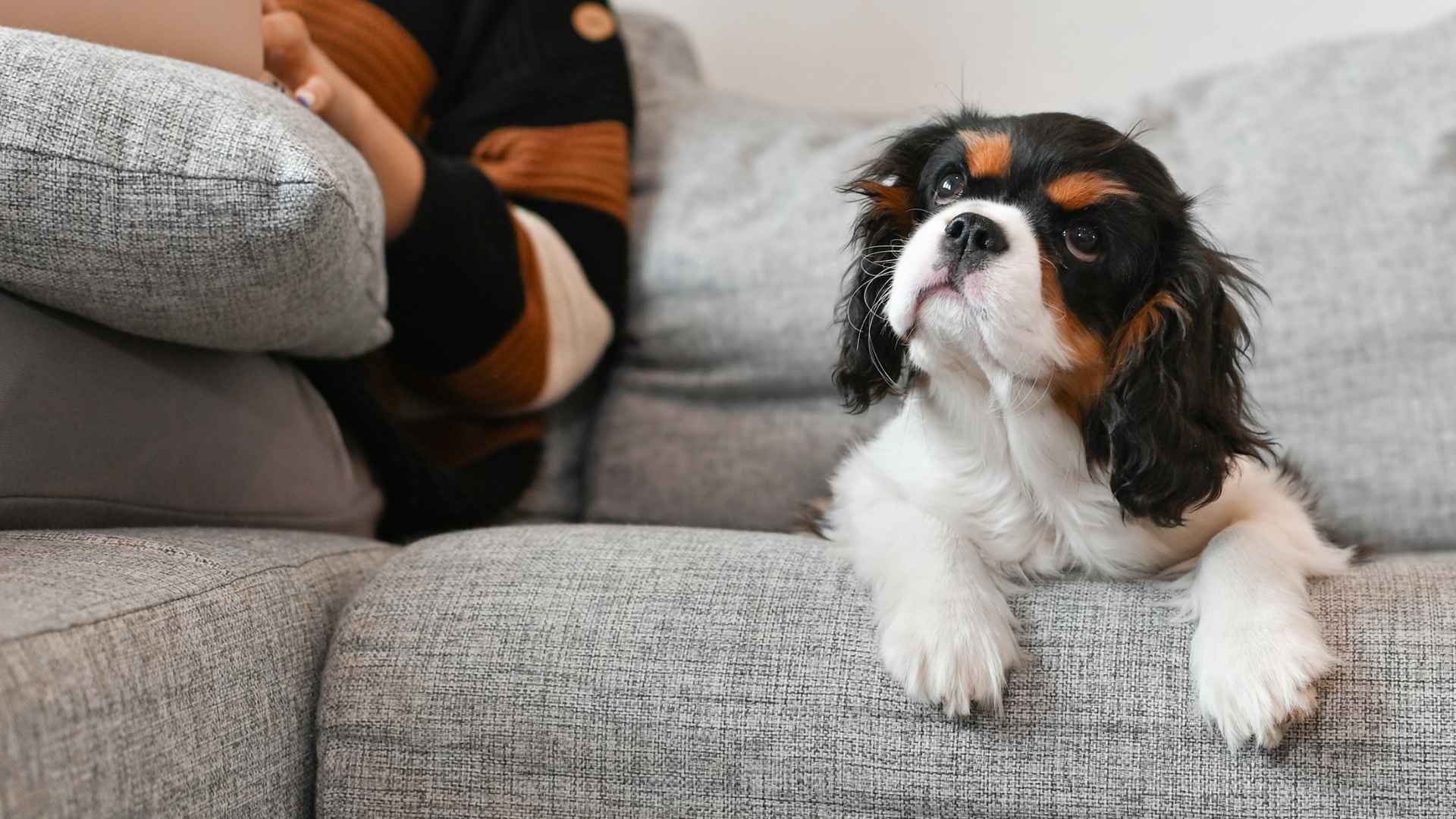 7 Low-Maintenance Dog Breeds For Busy Professionals