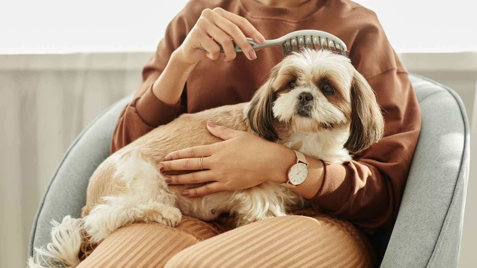 7 Low-Maintenance Dog Breeds For Endless Love and Easy Life