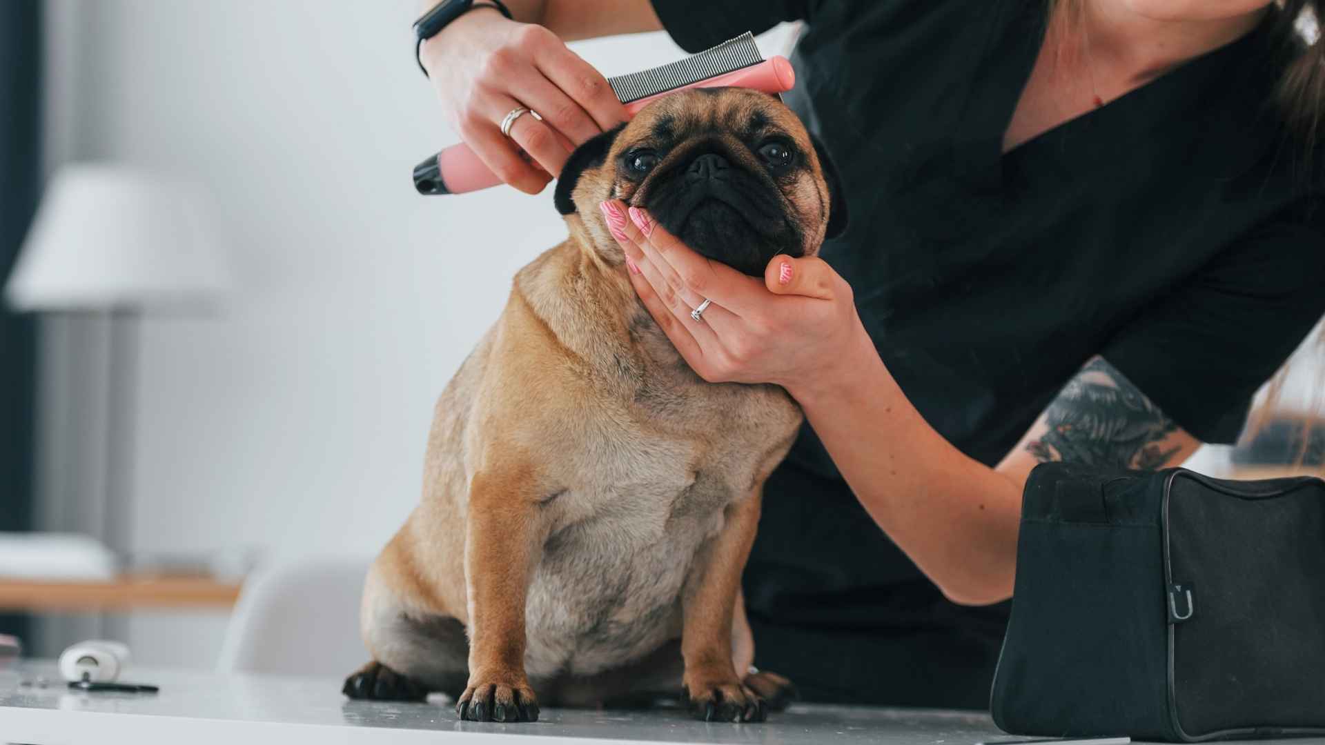 7 Low-Maintenance Dog Breeds that Rarely Need Haircuts: Hassle-Free Pets