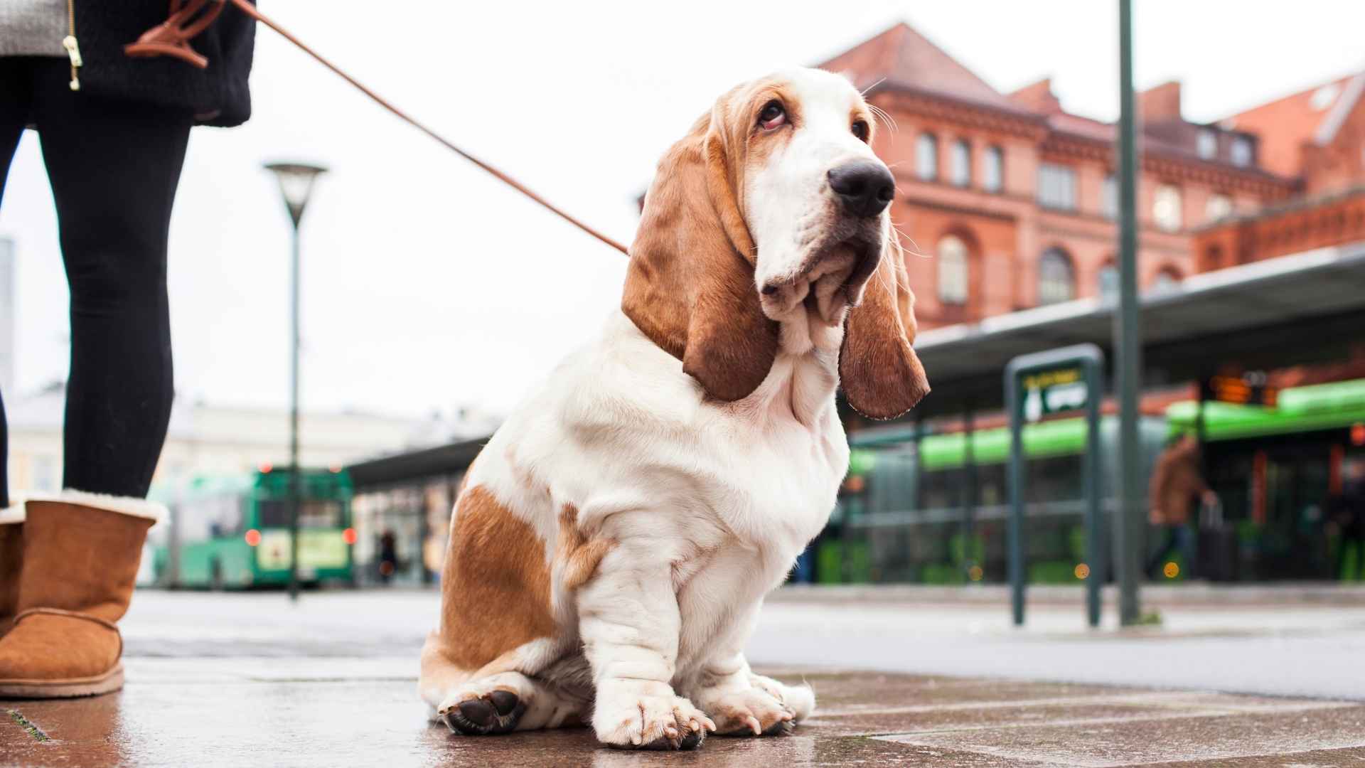 7 Low-Reaction Dog Breeds For City Life: Quiet, Adaptable & Stress-Free