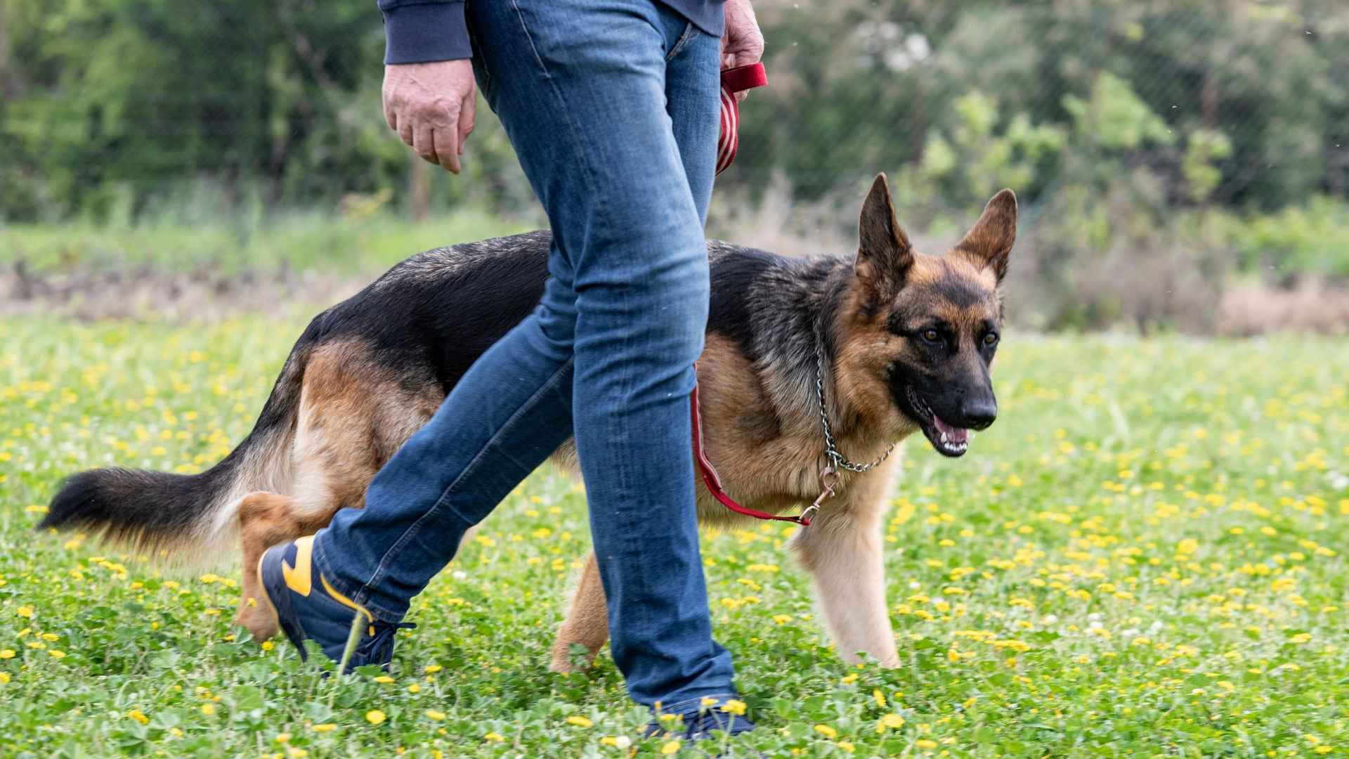 7 Loyal Dog Breeds that Form Strong One-Person Bonds