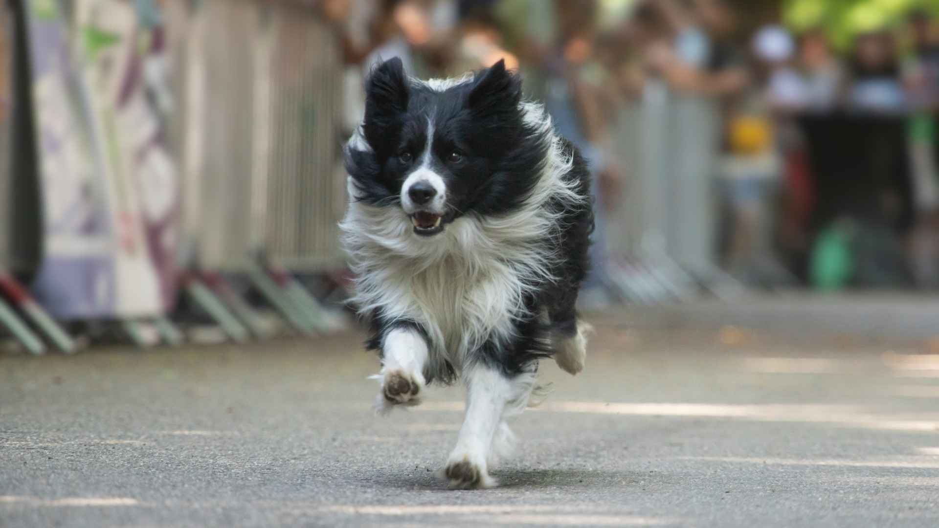 7 Marathon Running Dog Breeds That Love Long-Distance Runs