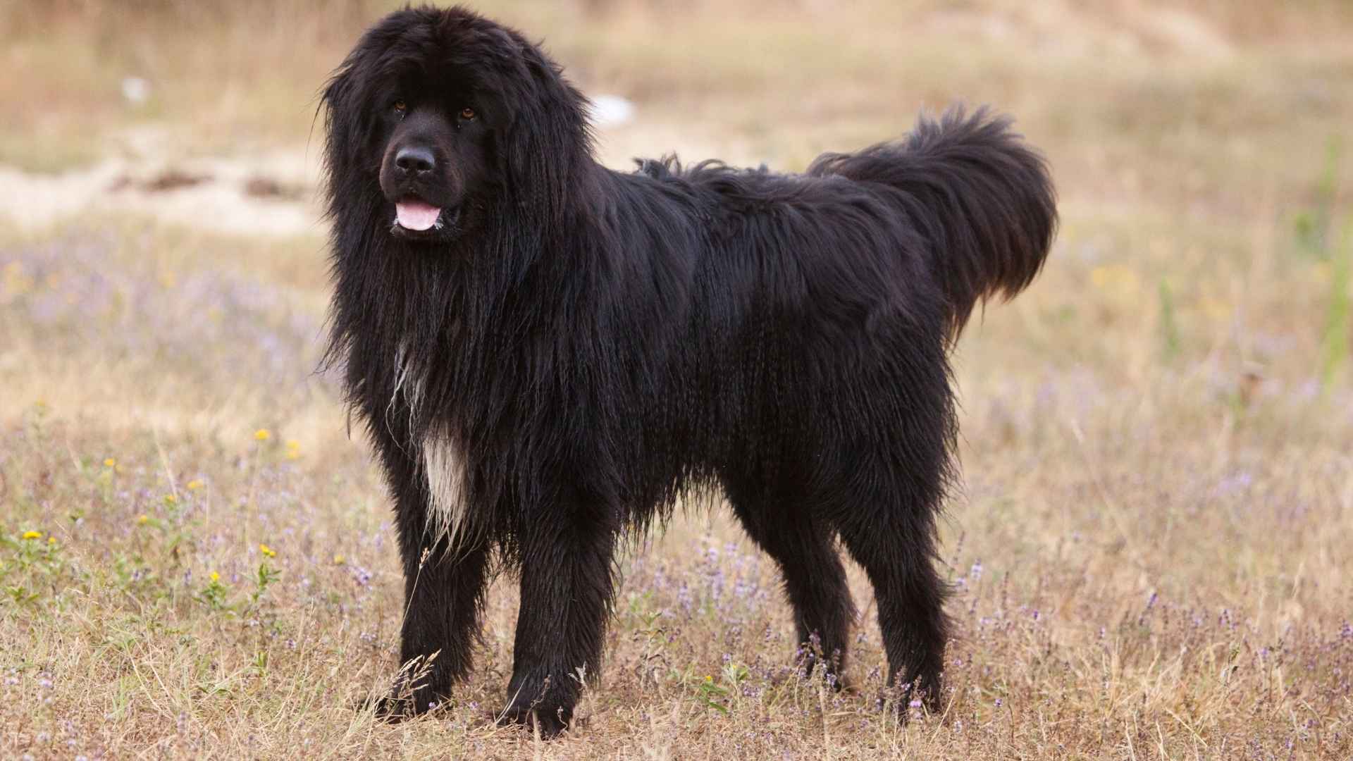 7 Massive Dog Breeds That Act Like Big Softies