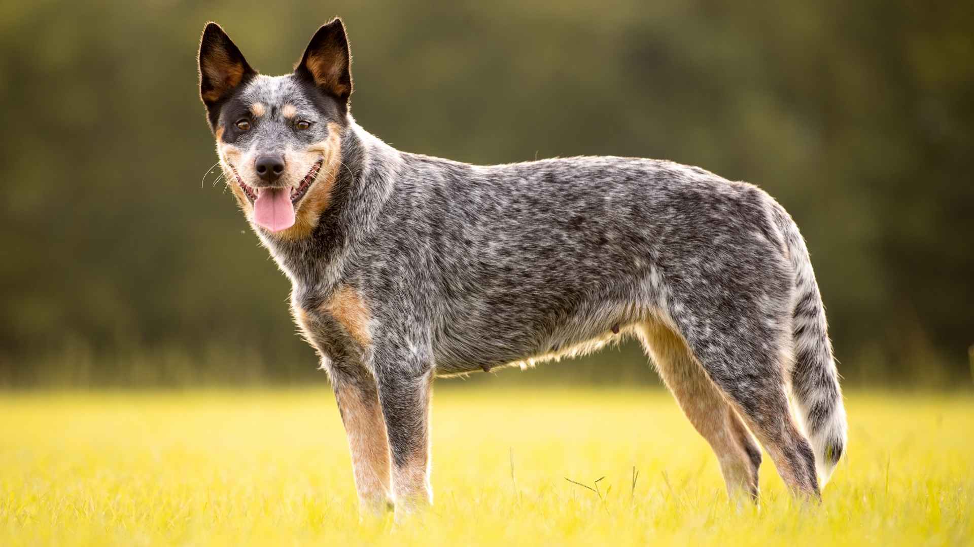 7 Medium Guard Dog Breeds That Offer Safety Without Intimidation