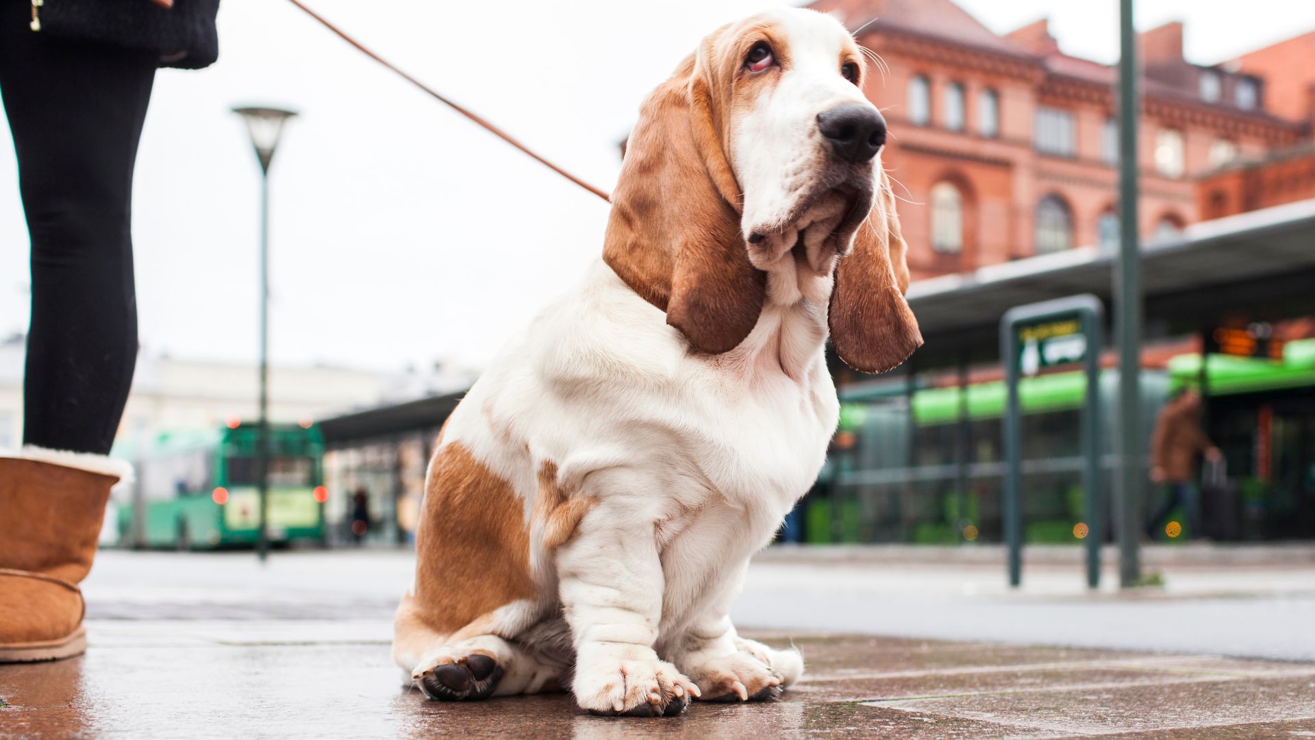 7 Most Adorable Dog Breeds With Naturally Long Ears