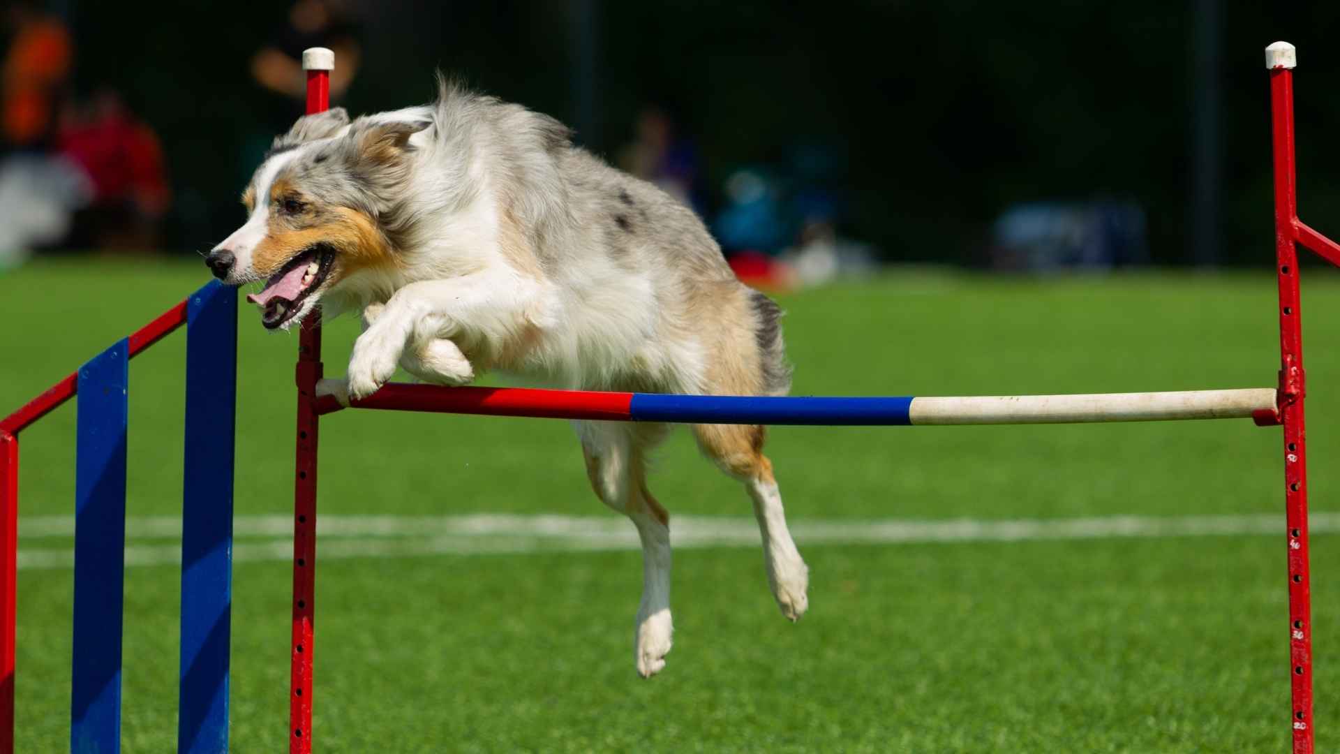 7 Most Agile Dog Breeds That’ll Leave You in Awe