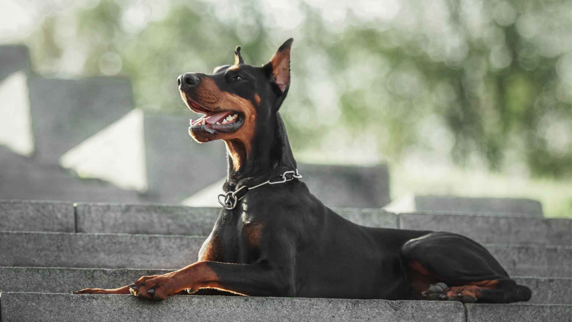 7 Most Alert & Watchful Dog Breeds