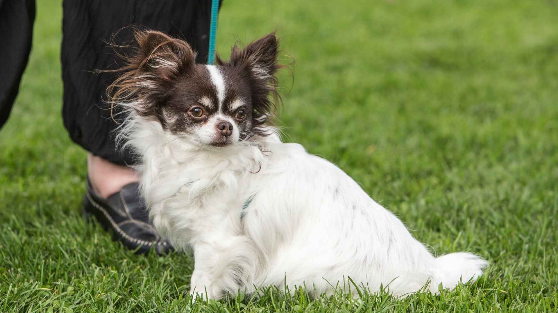 7 Most Annoying Dog Breeds (and Why People Still Love Them!)