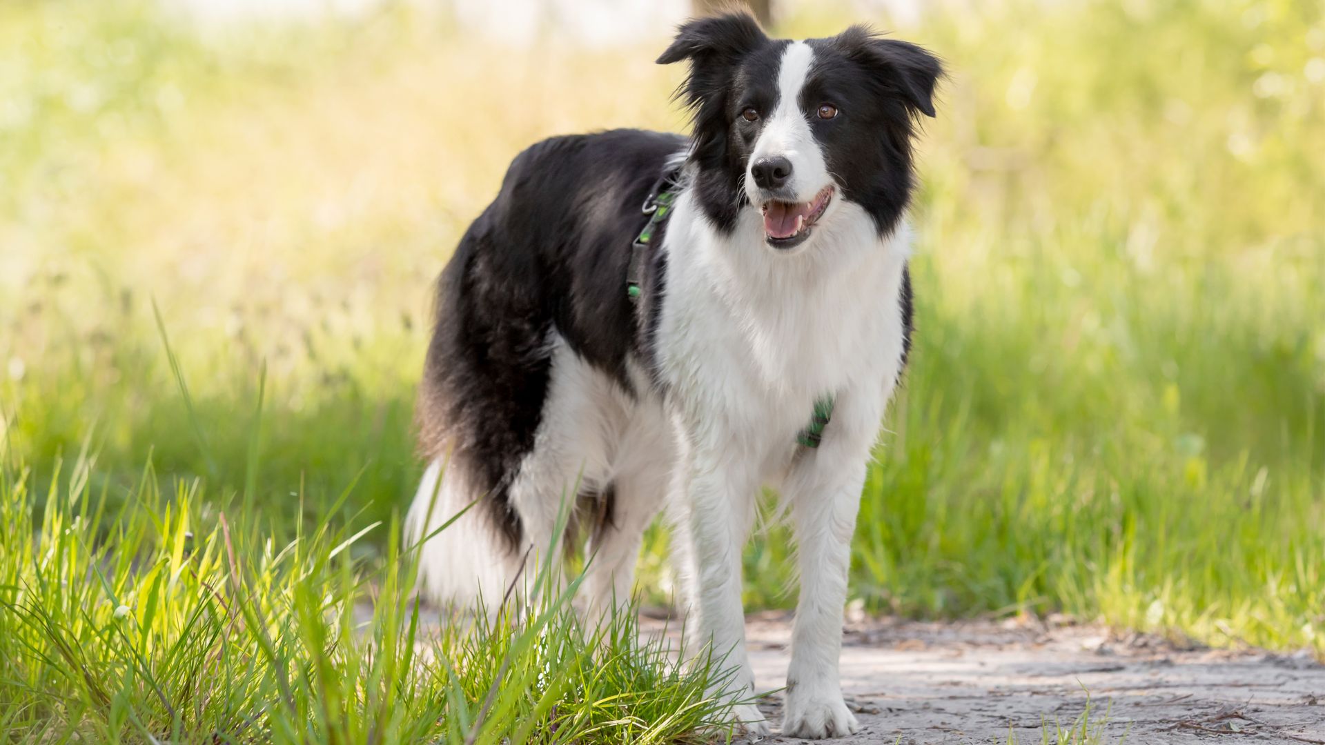 7 Most Cleverest Dog Breeds That Outsmart Their Humans