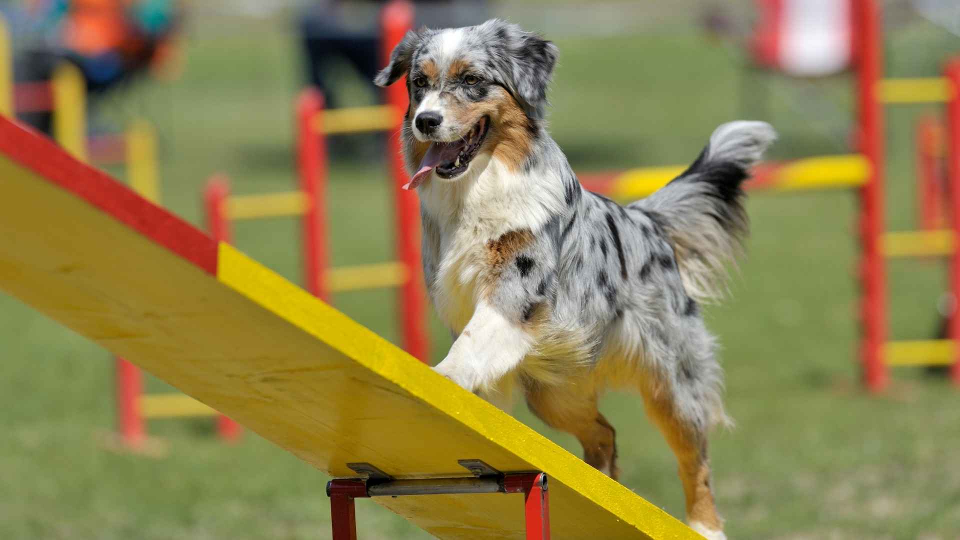 7 Most Colorful Dog Breeds That Are Easy to Train