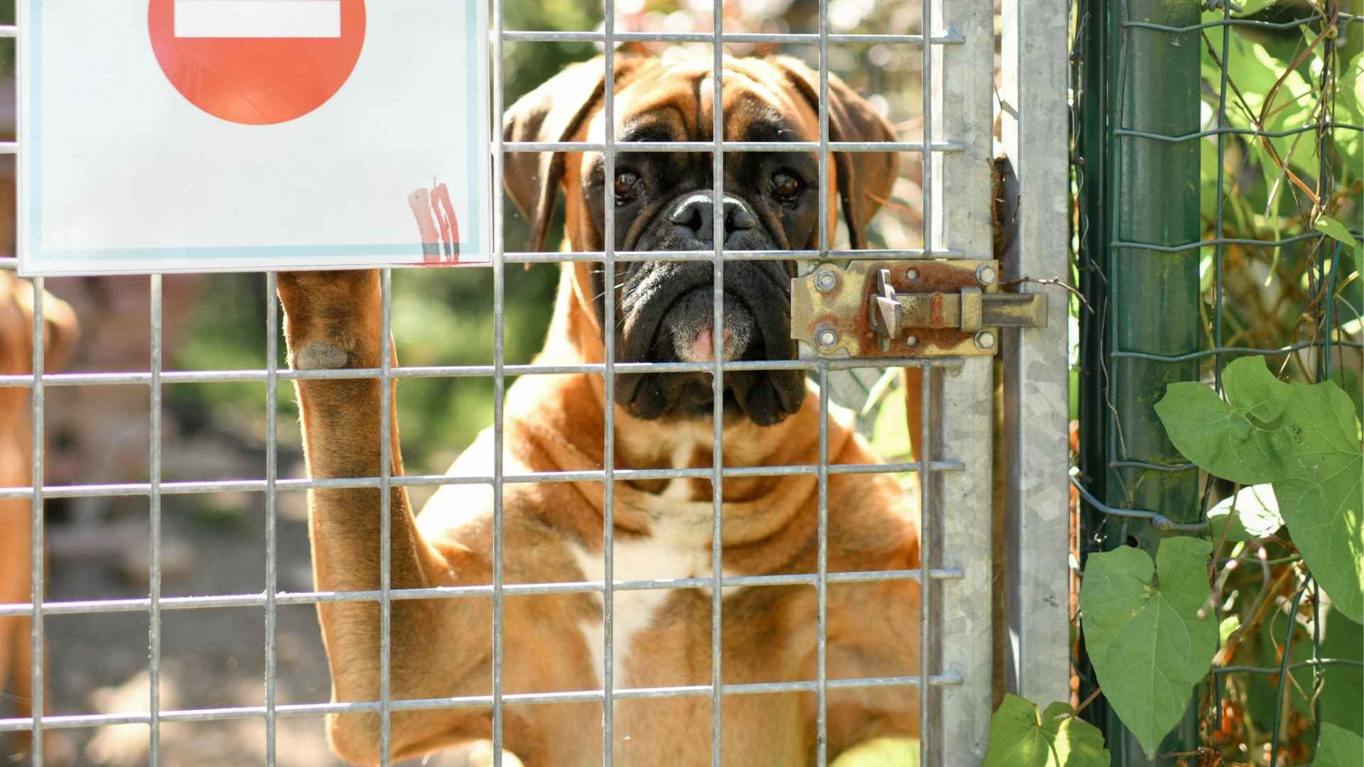 7 Most Common Dog Breeds Found in Shelters