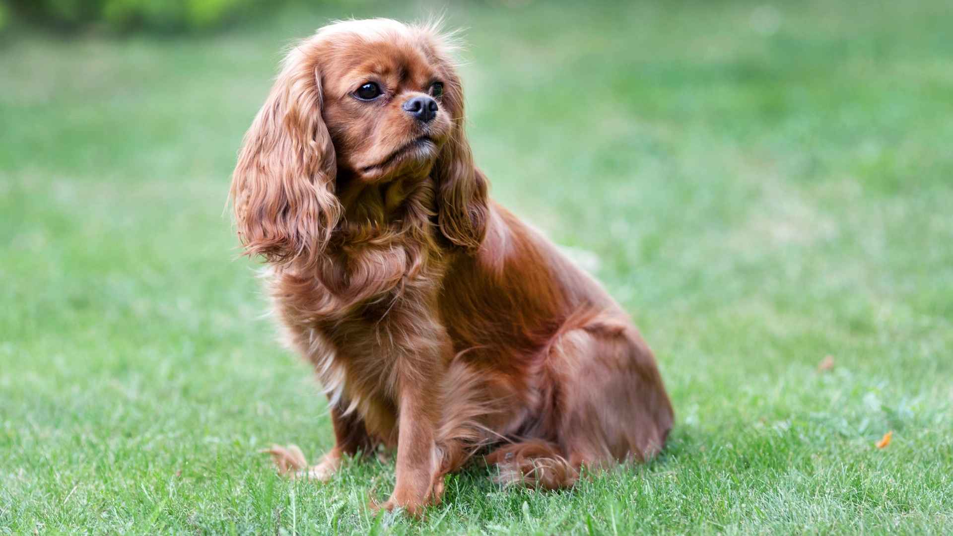 7 Most Curious But Calm Dog Breeds Without the Chaos