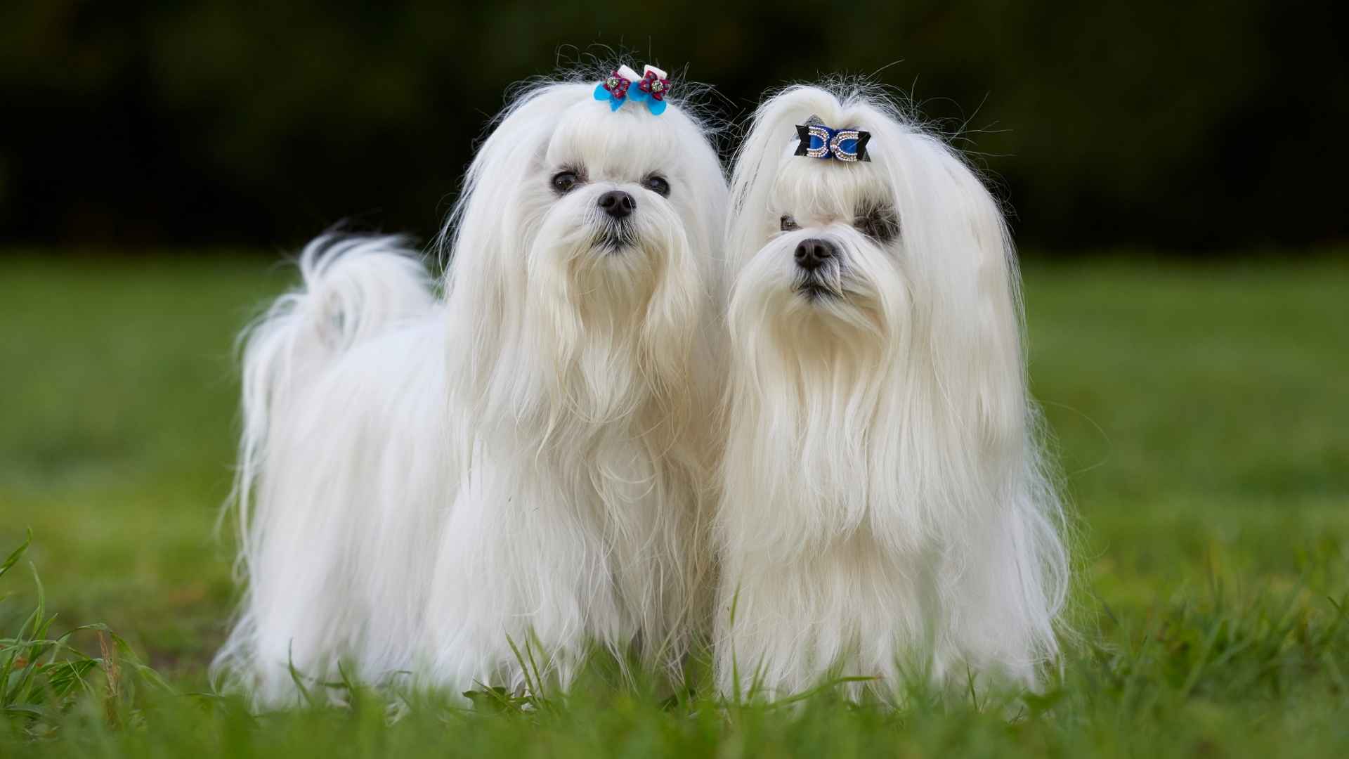 7 Most Cutest Dog Breeds In The World That Will Melt Your Heart