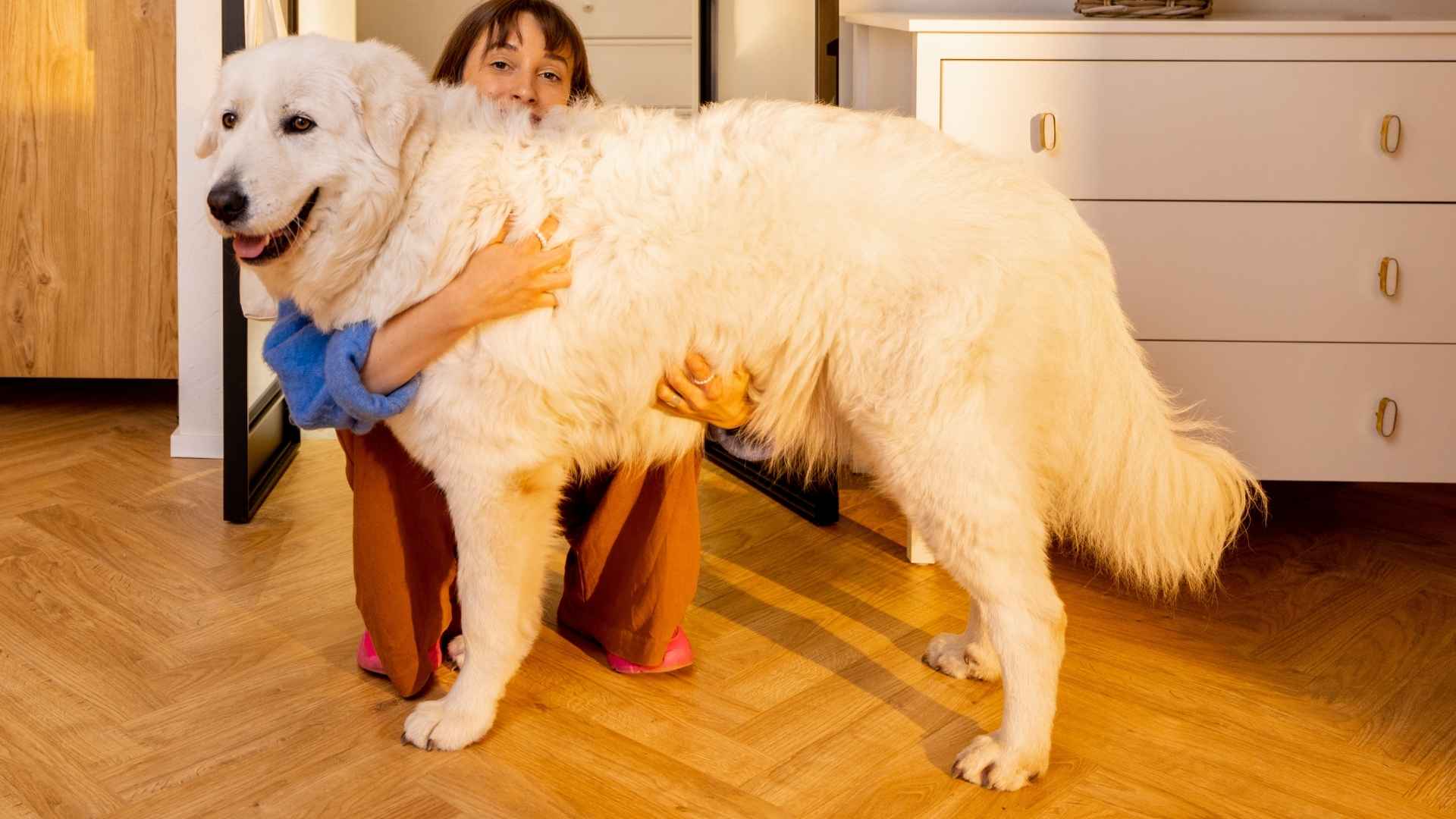 7 Most Devoted Dog Breeds That Stick By Your Side No Matter What