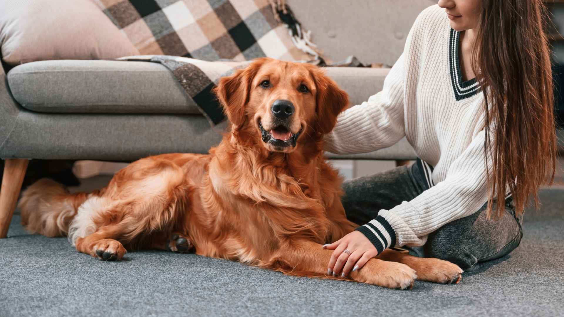 7 Most Emotionally Intuitive Dog Breeds Capable of Boosting Your Mood