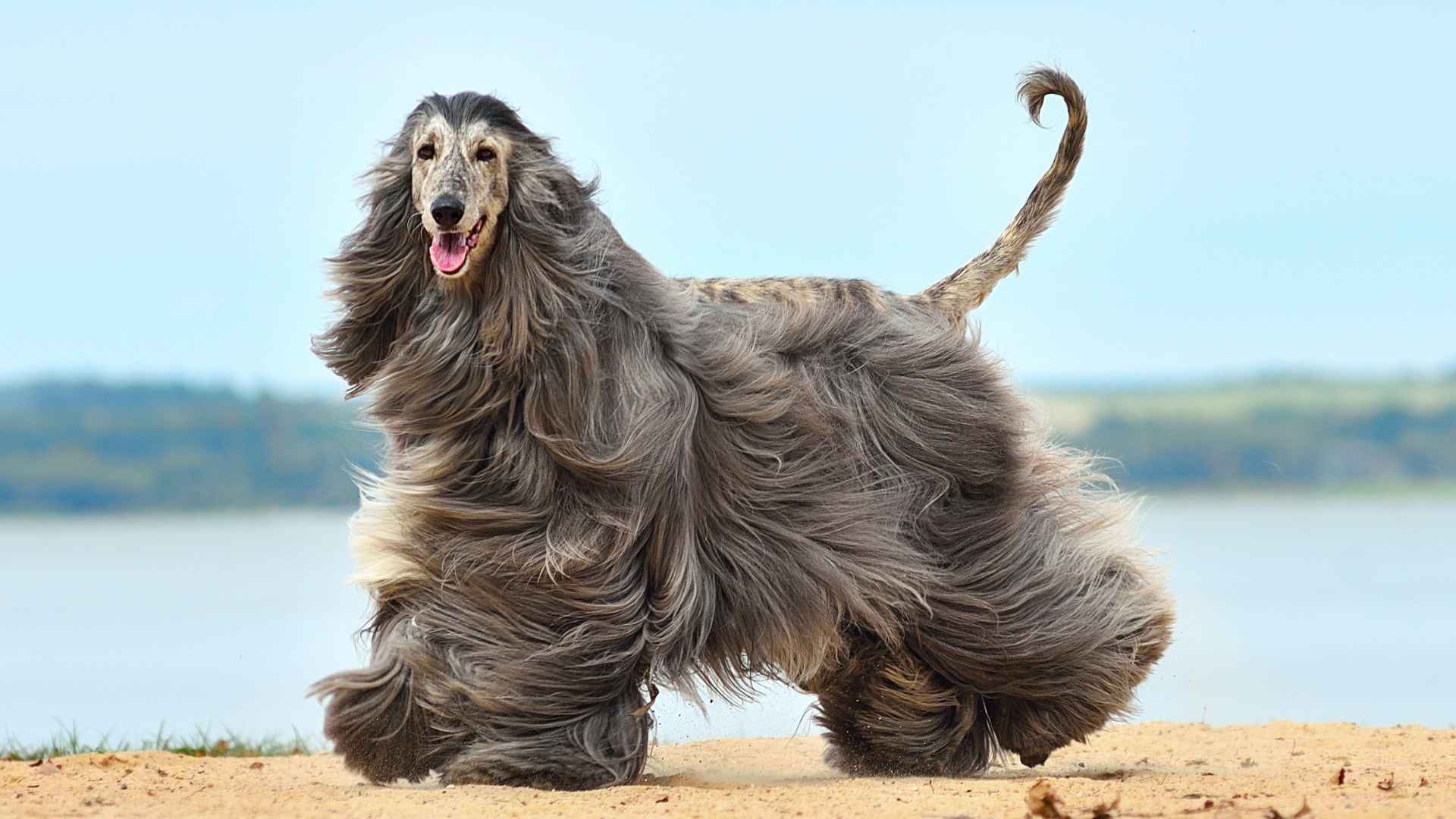 7 Most Expensive Dog Breeds That Steal Hearts (and Wallets)