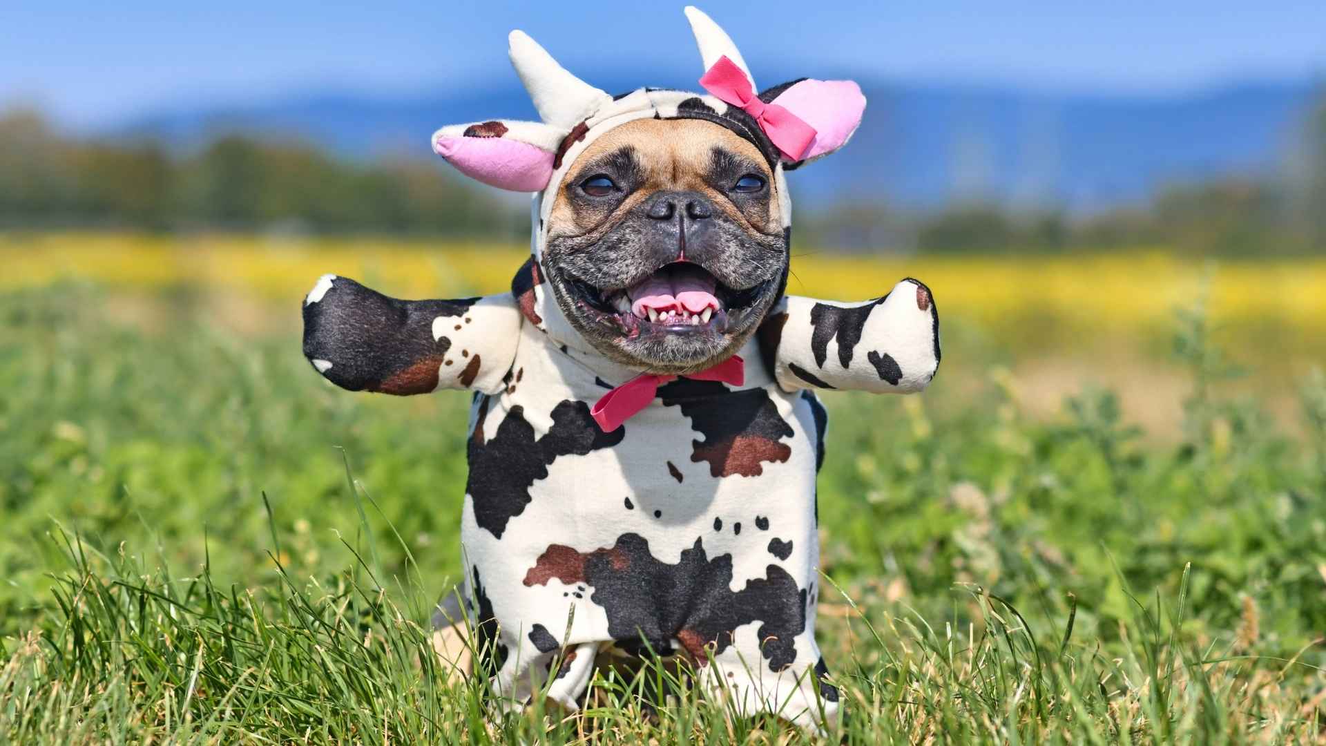 7 Most Funniest Dog Breeds That Will Keep You Smiling Every Day