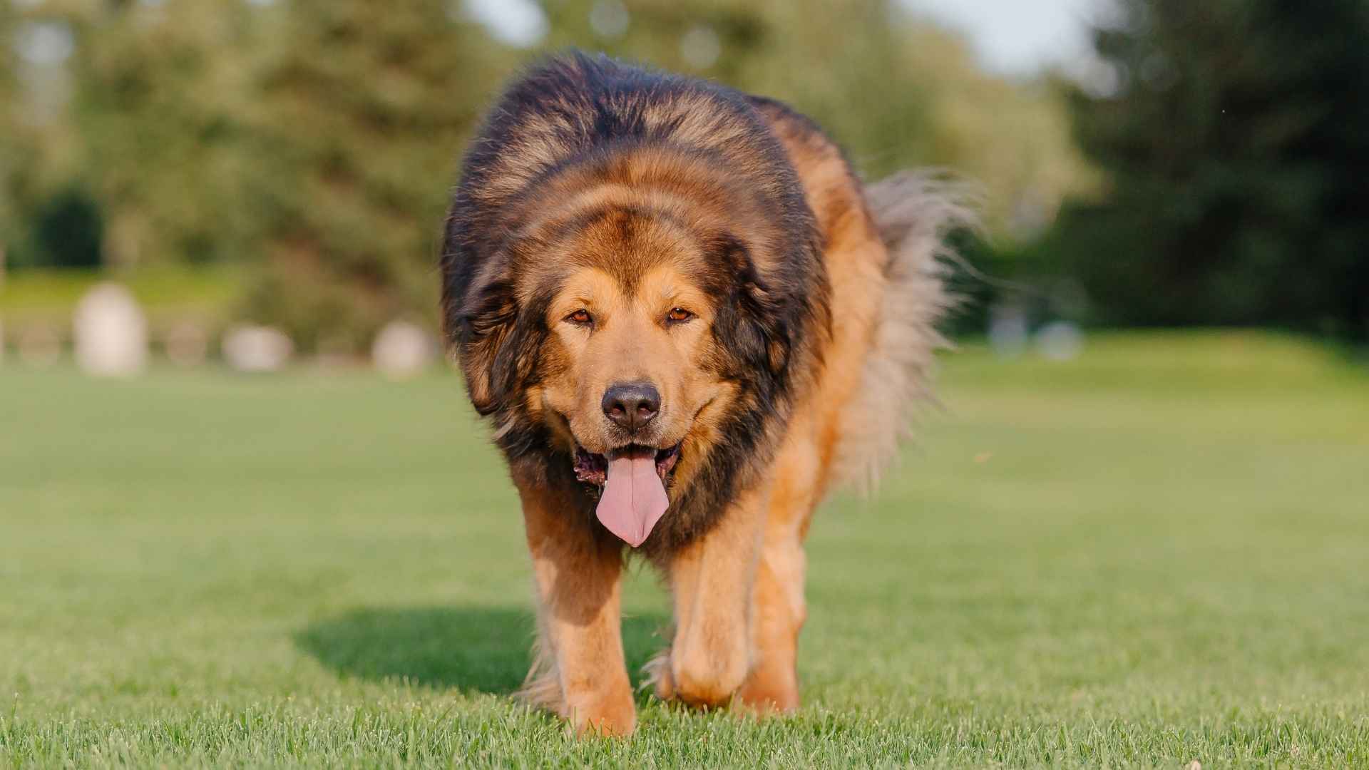 7 Most Independent Giant Dog Breeds That Handle Things Solo