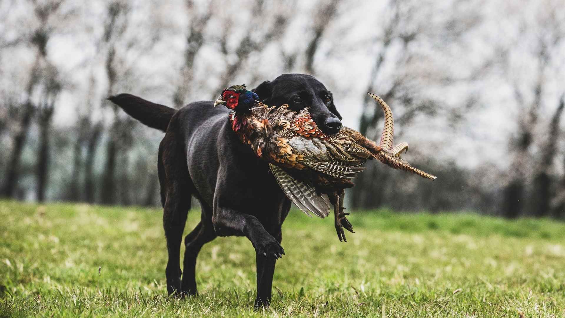 7 Most Intelligent Hunting Dog Breeds You’ll Ever Meet