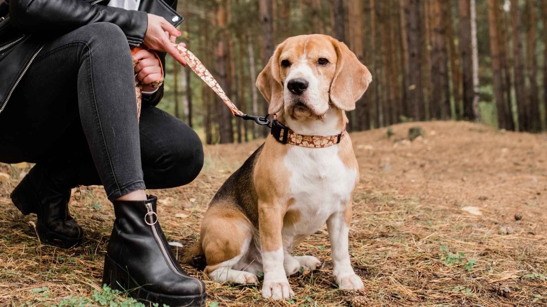 7 Most Loyal Dog Breeds for New Pet Owners: Day One To Forever