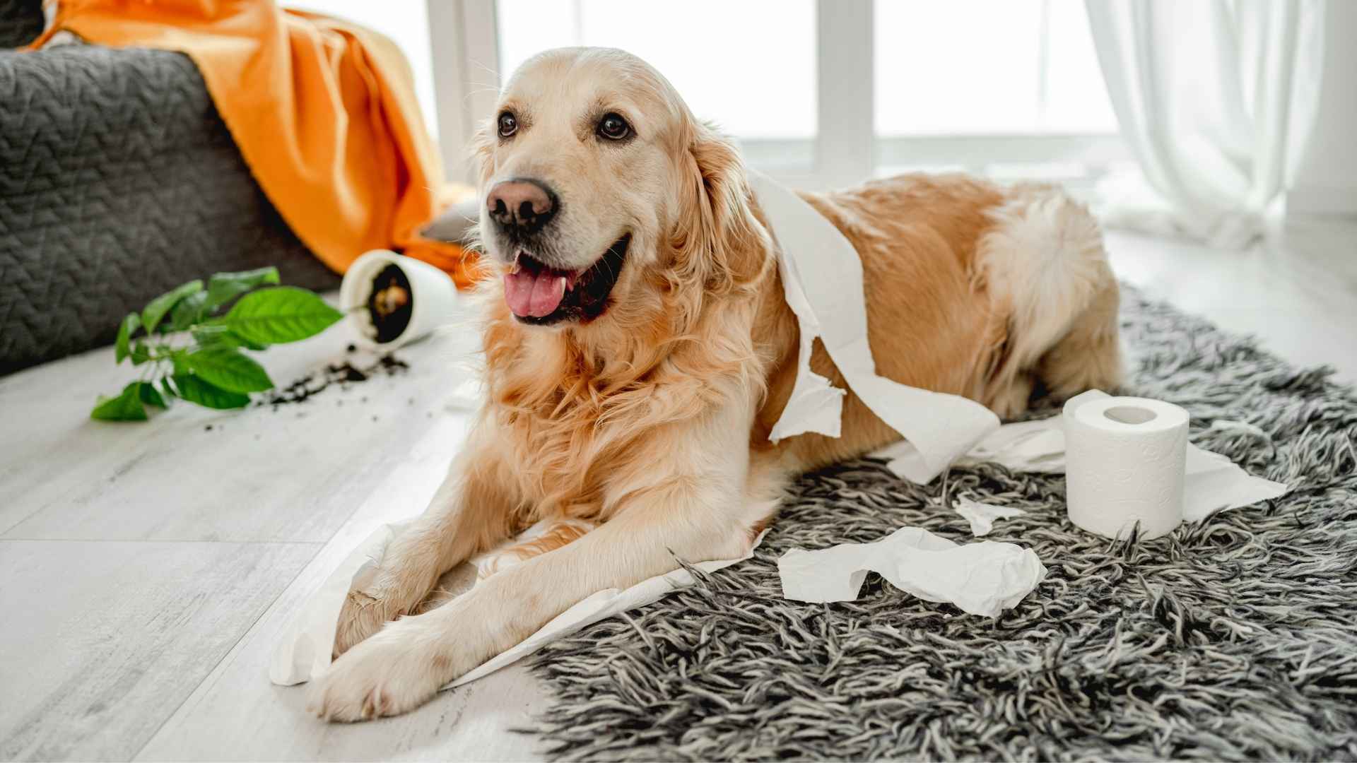 7 Most Mischievous Dog Breeds for First-Time Owners