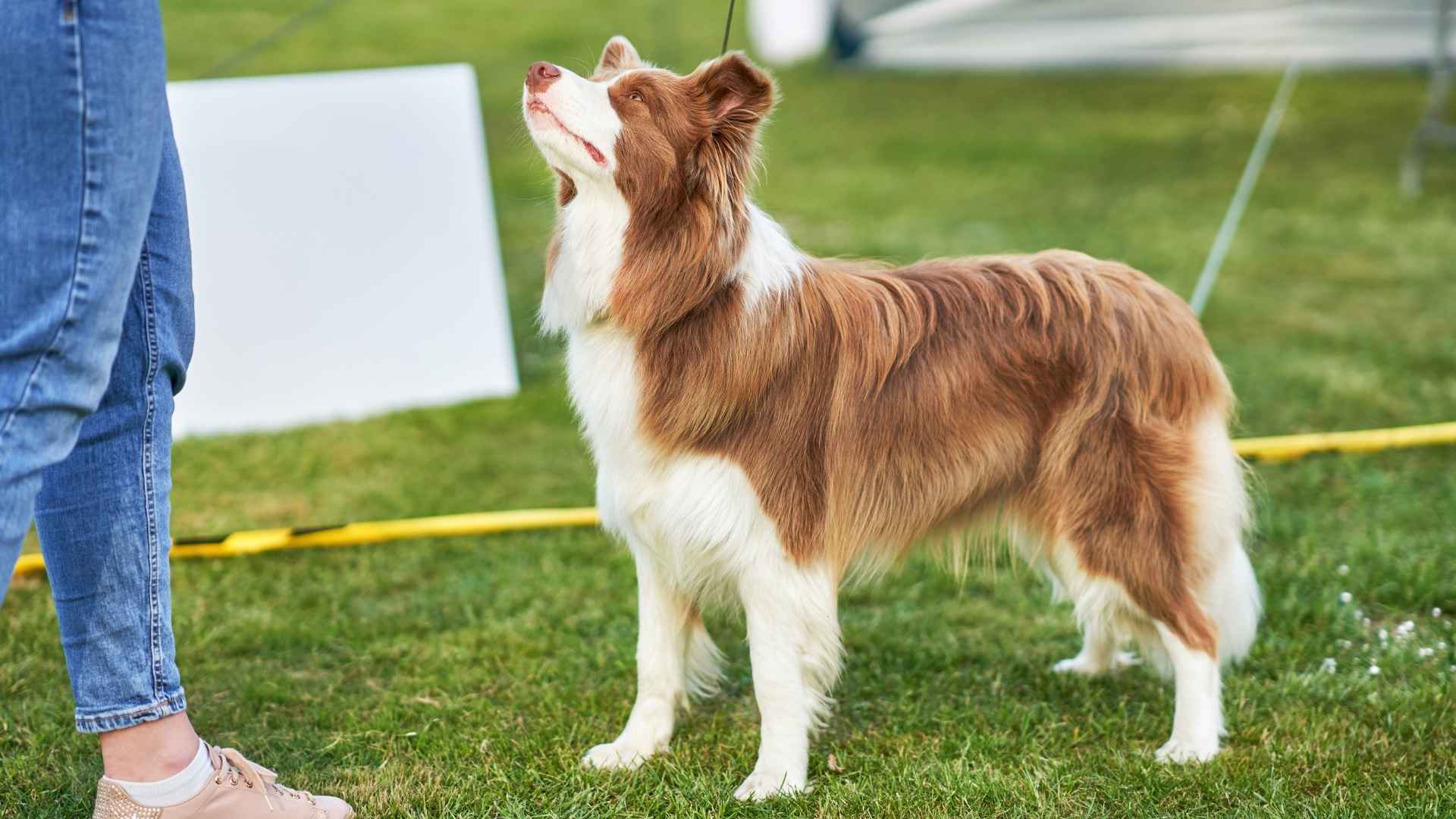 7 Most Obedient Breeds in Dog Shows That Impress in the Ring
