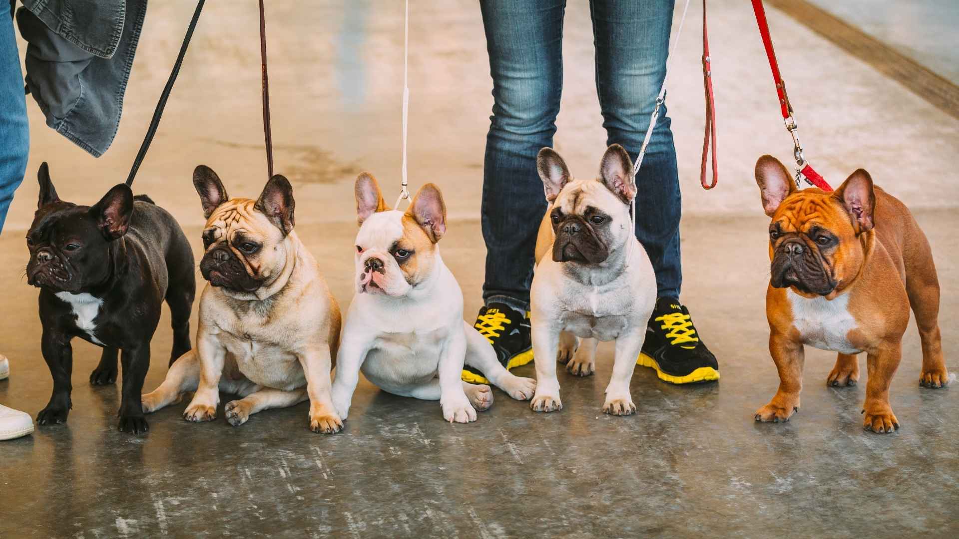 7 Most Owned Dog Breeds In America: AKC Popularity Rankings