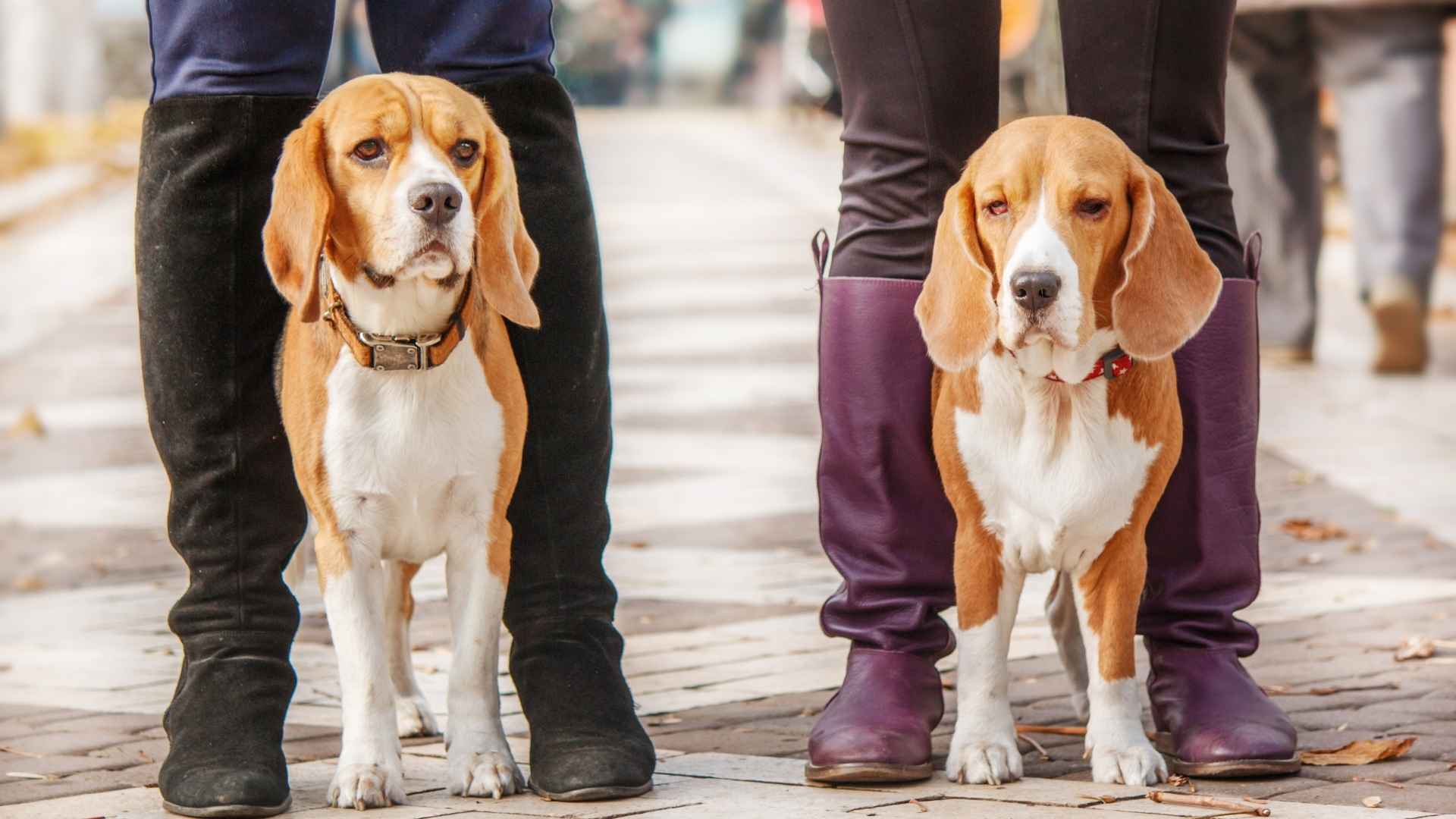 7 Most Owned Dog Breeds That Rule Our Hearts