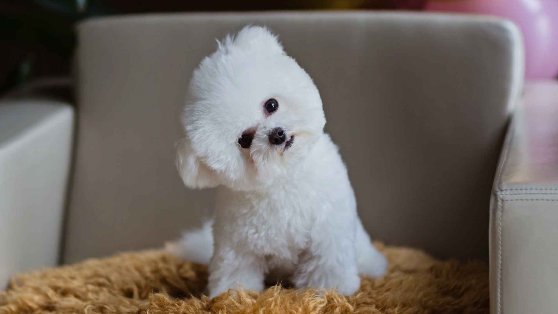 7 Most Pampered Dog Breeds That Were Born to Be Spoiled