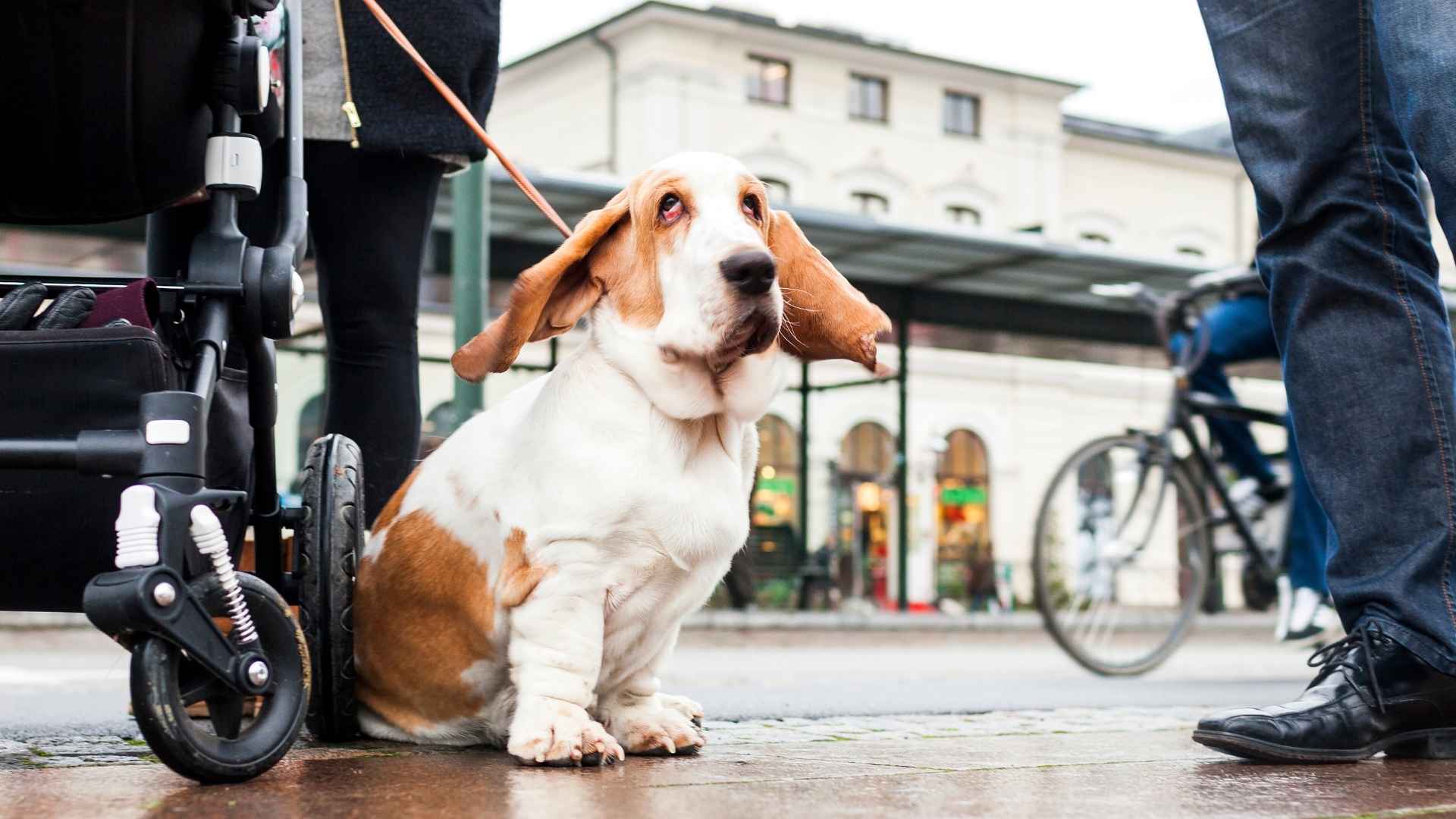 7 Most Peaceful Dog Breeds for Busy Professionals That Help You Unwind
