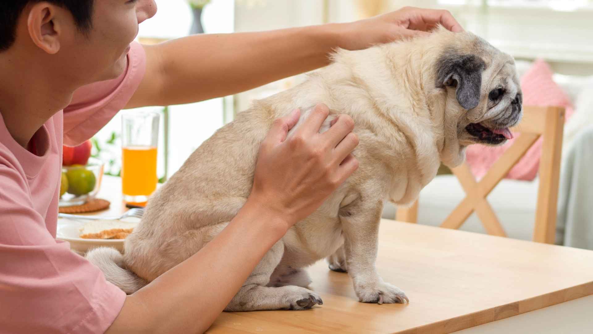 7 Most Peaceful Dog Breeds for New Pet Owners with Soulful Eyes and Gentle Demeanor