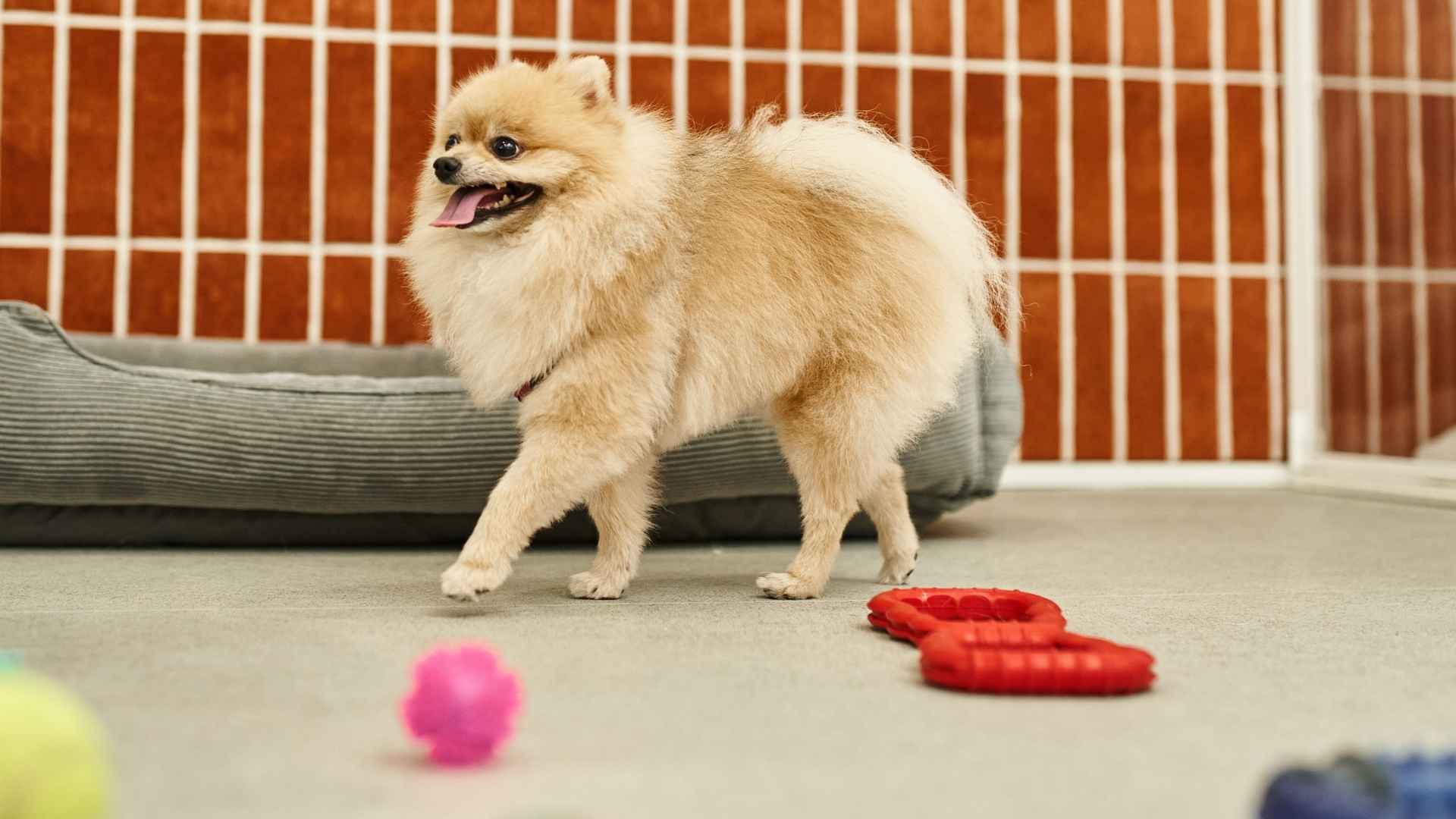 7 Most Playful Dog Breeds That’ll Keep You Laughing Daily