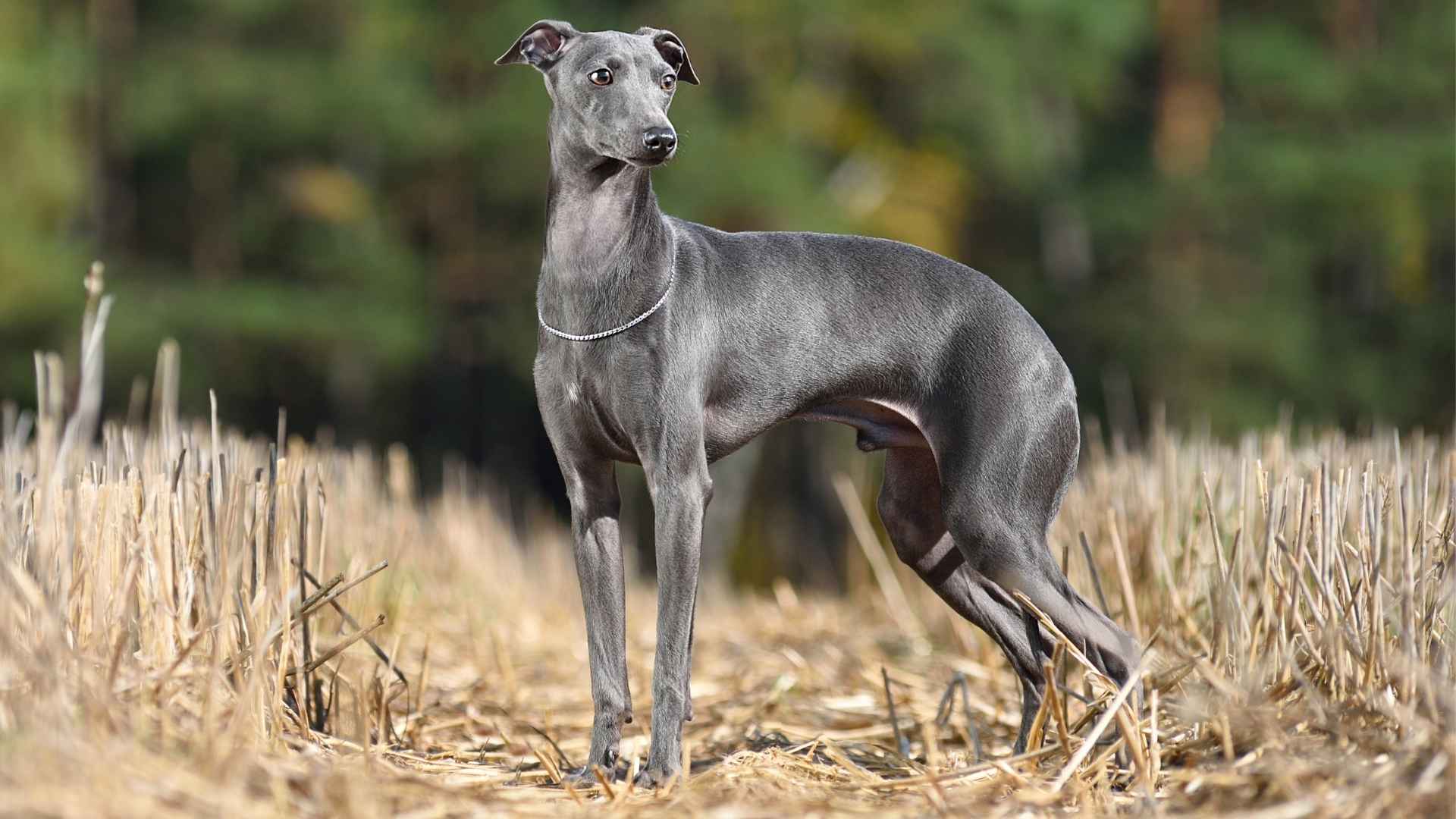 7 Most Reserved Dog Breeds with Low Anxiety That Stay Cool and Collected
