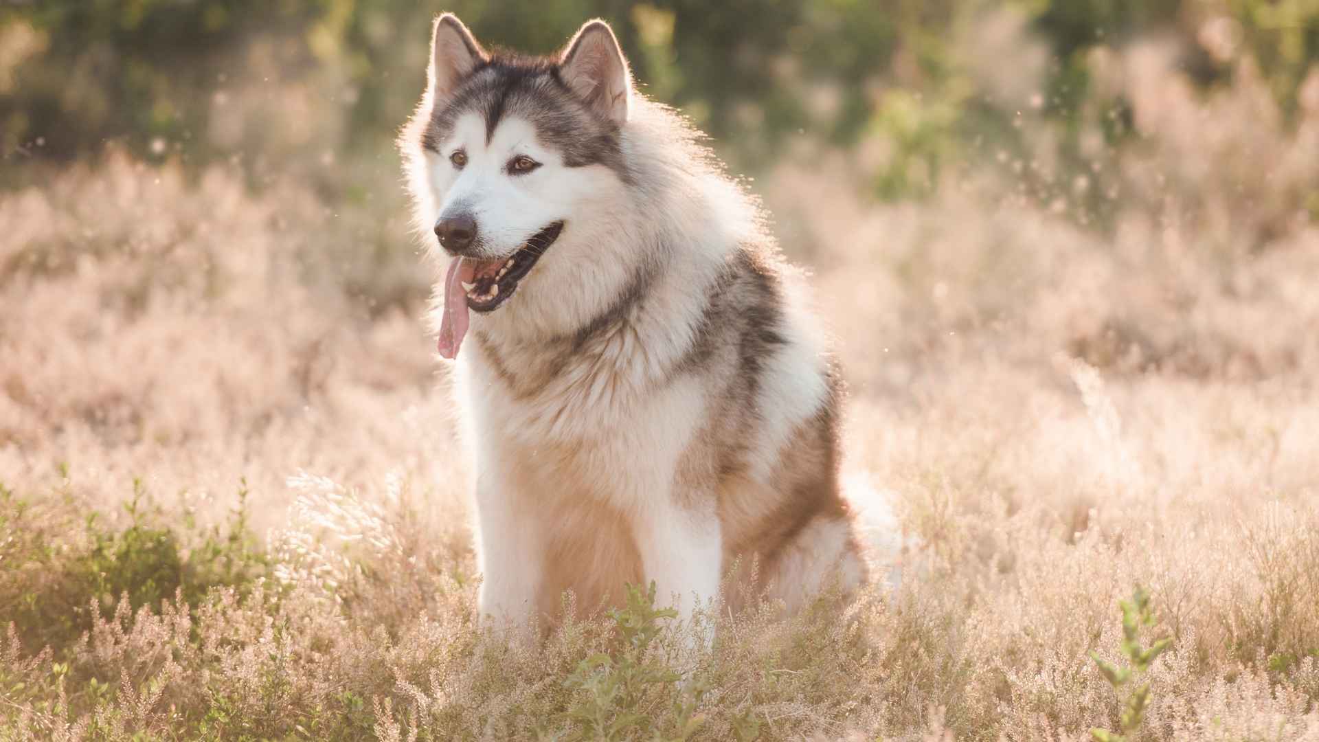 7 Most Resilient Dog Breeds That Can Handle Anything