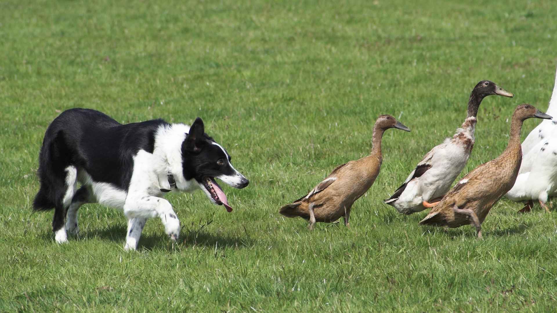 7 Most Skilled Dog Breeds that Herd Ducks and Other Small Livestock
