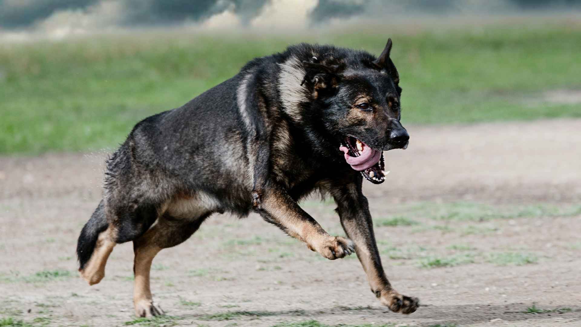 7 Most Strongest And Dangerous Dog Breeds: You Should Know about to be Safe